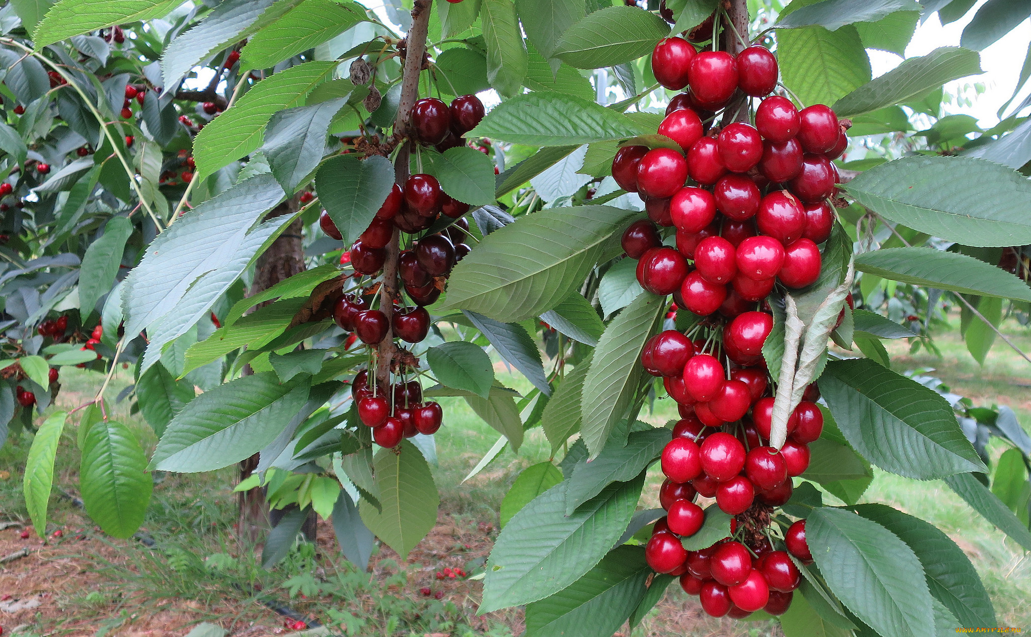 природа, Ягоды, ягодки