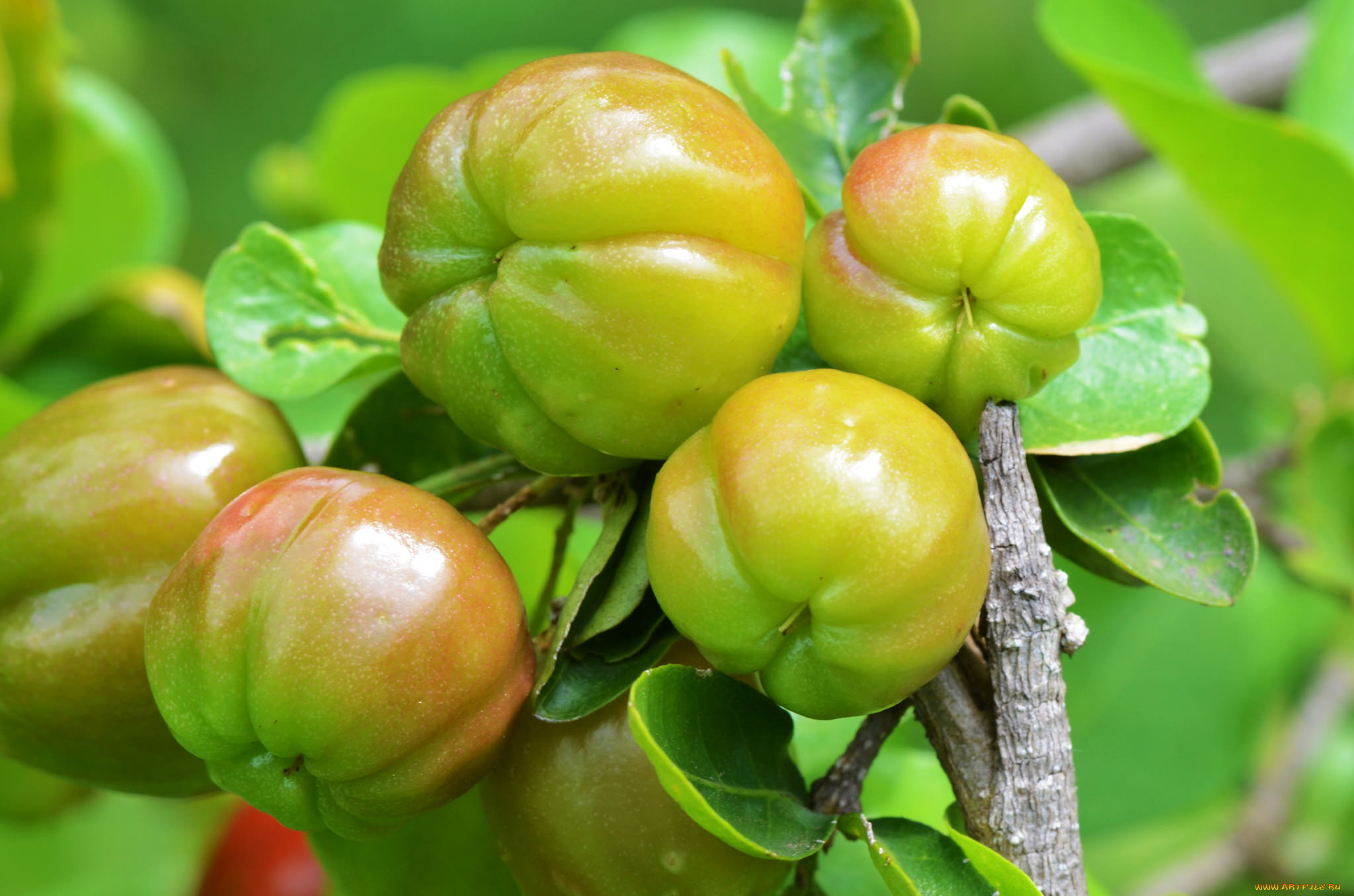 природа, плоды, томаты