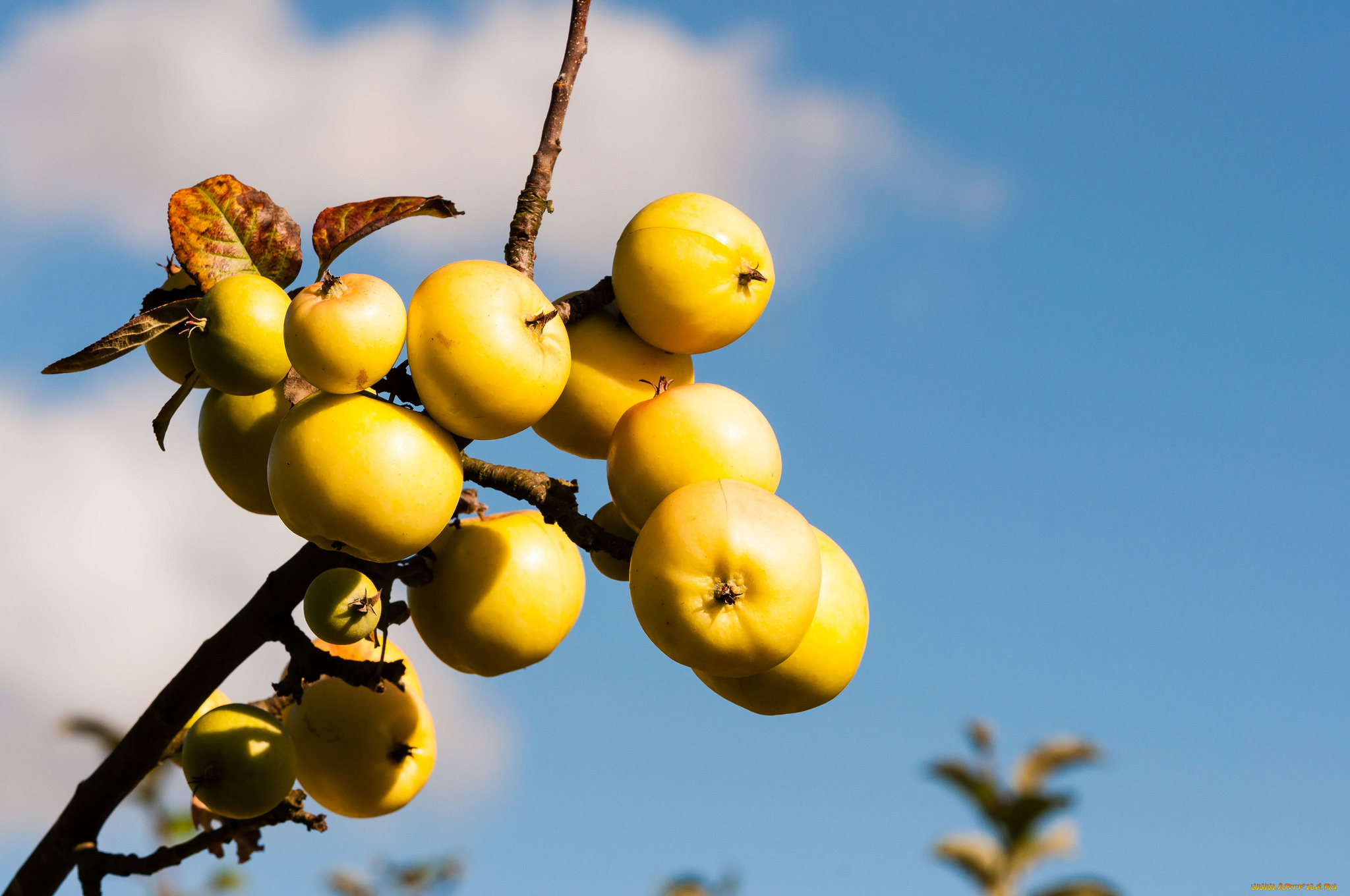 природа, плоды, яблочки