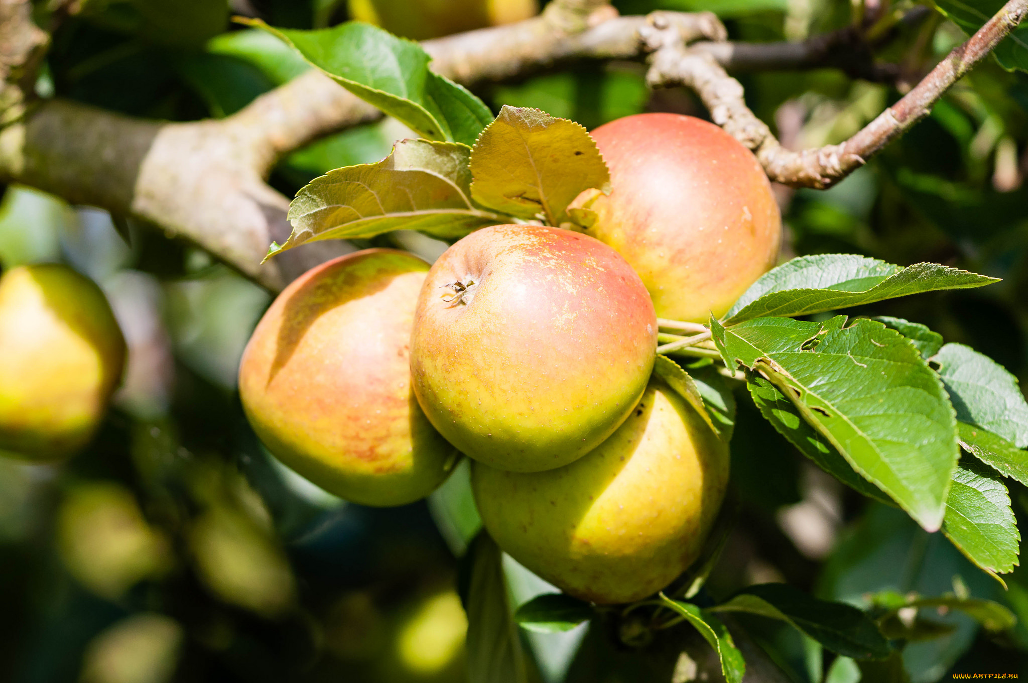 природа, плоды, яблочки