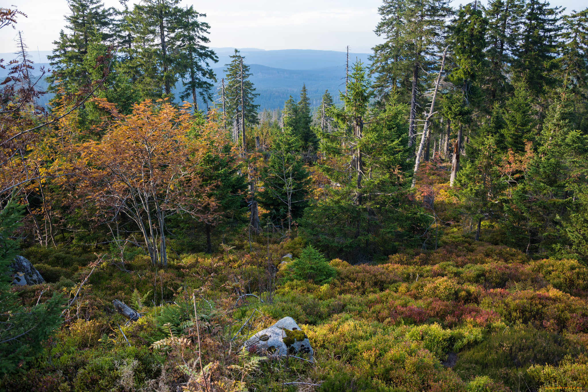 природа, лес, деревья