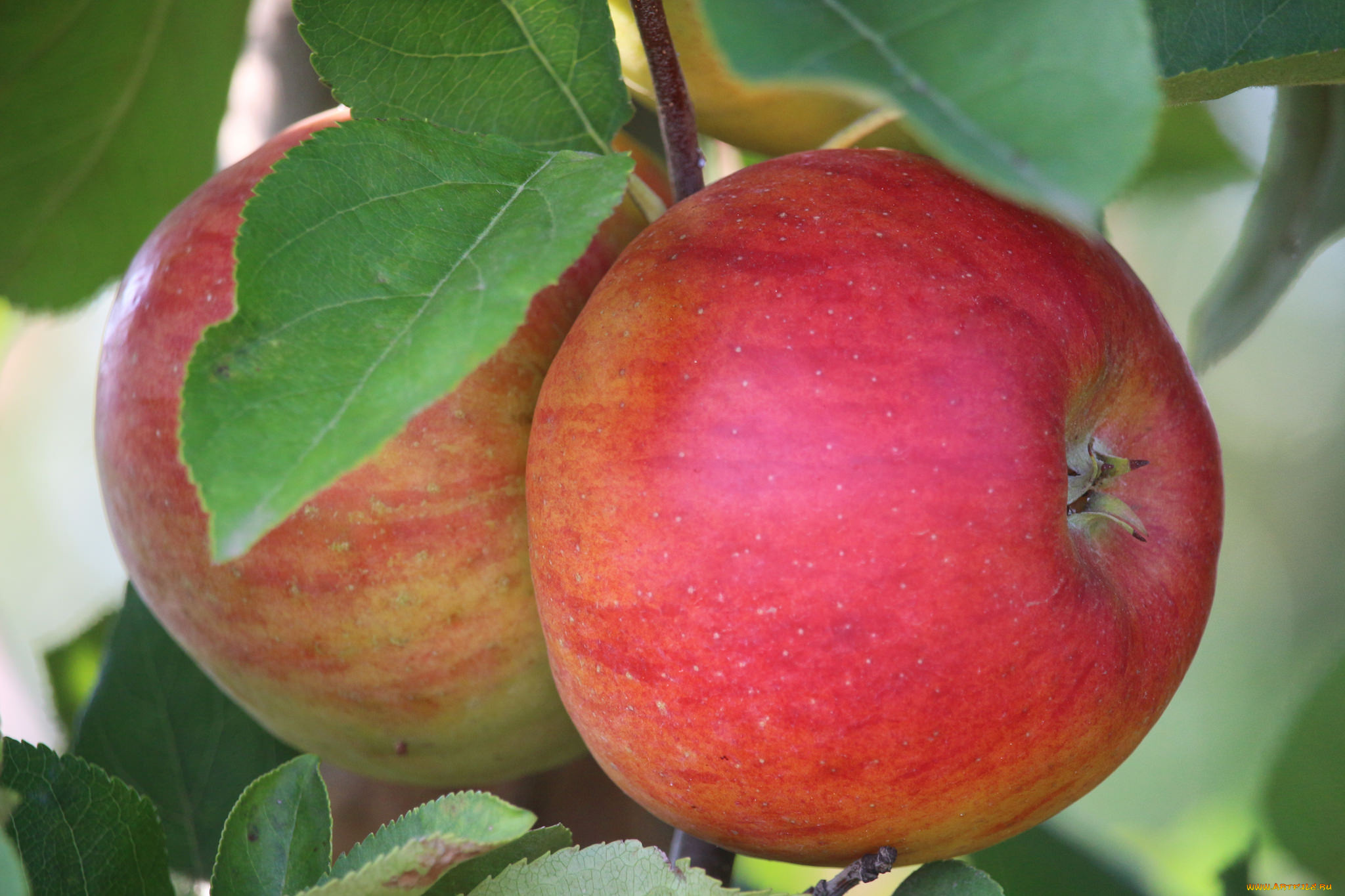 природа, плоды, яблочки