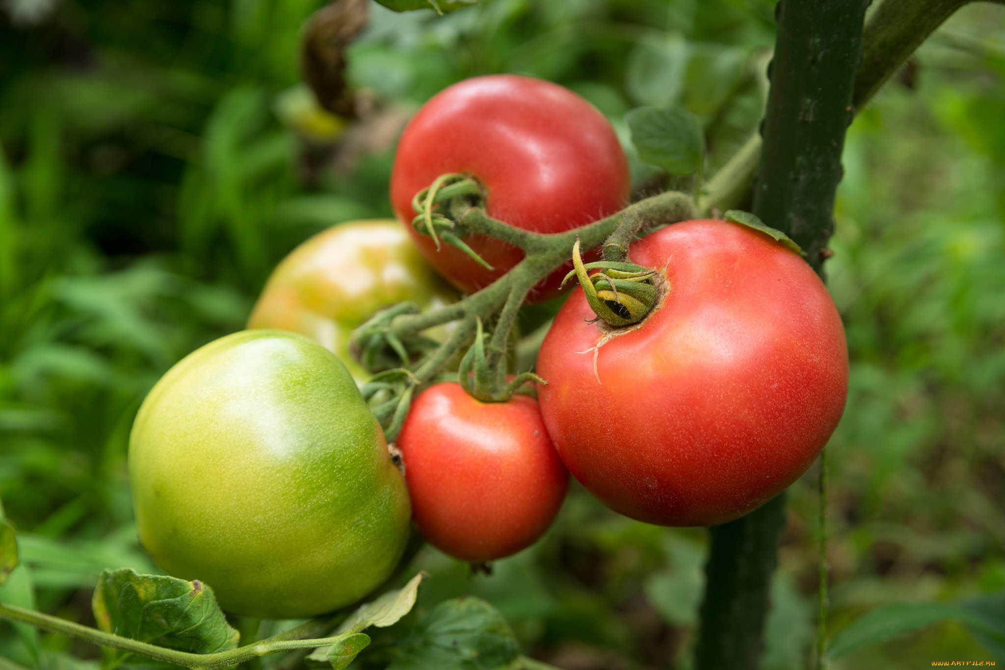 природа, плоды, помидорки, томаты