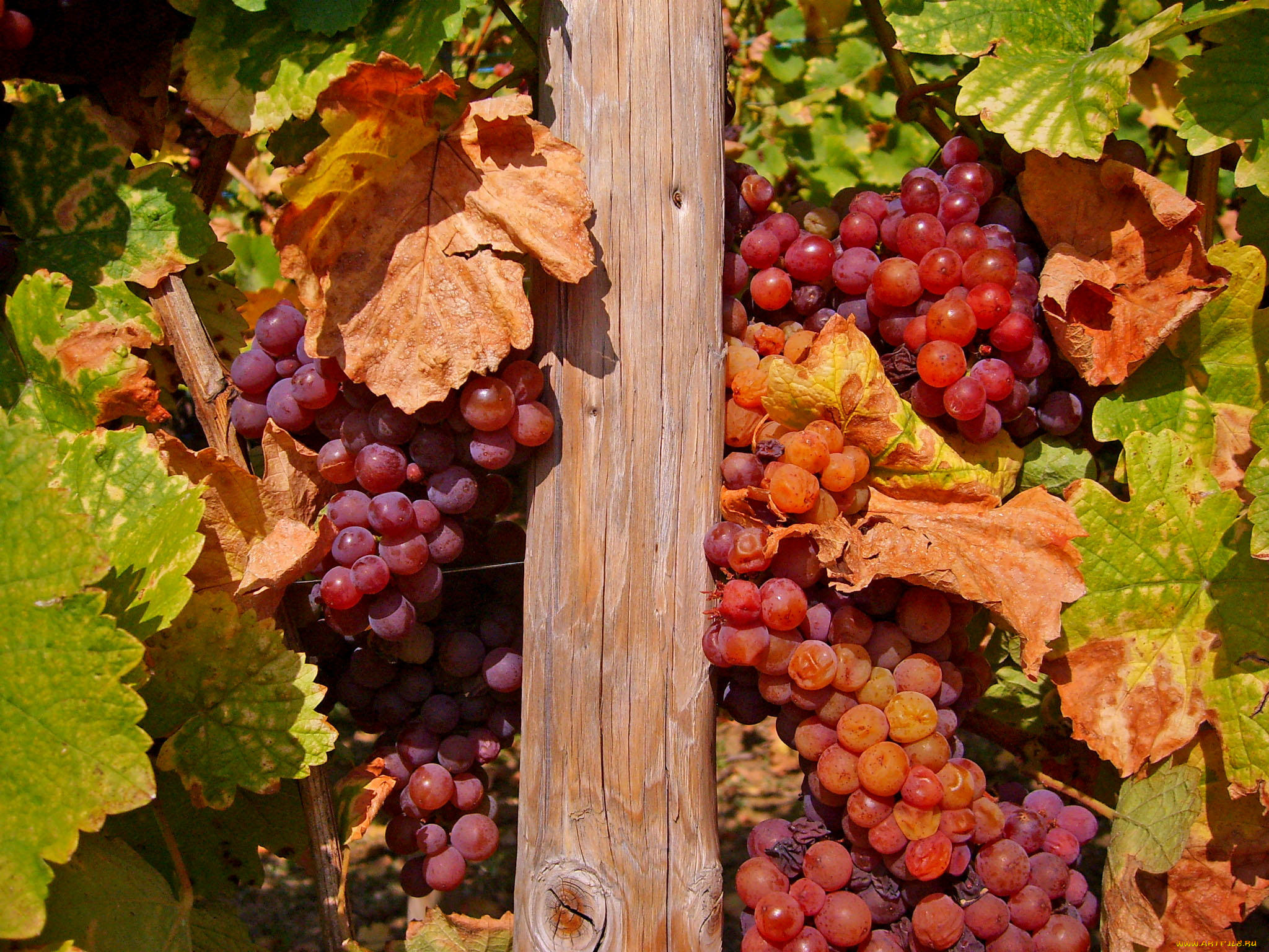 природа, Ягоды, , виноград, лоза