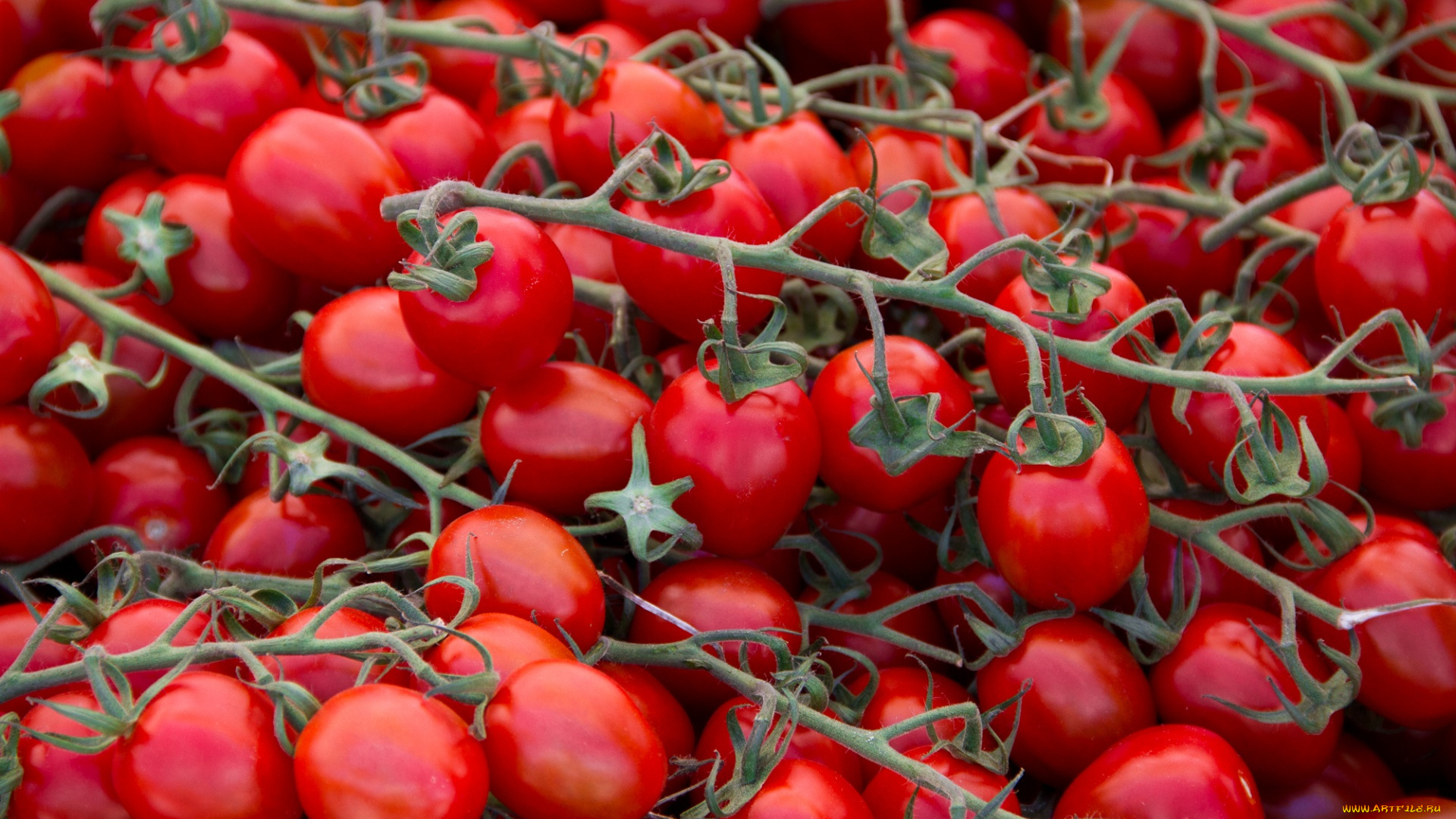 еда, помидоры, томаты, много
