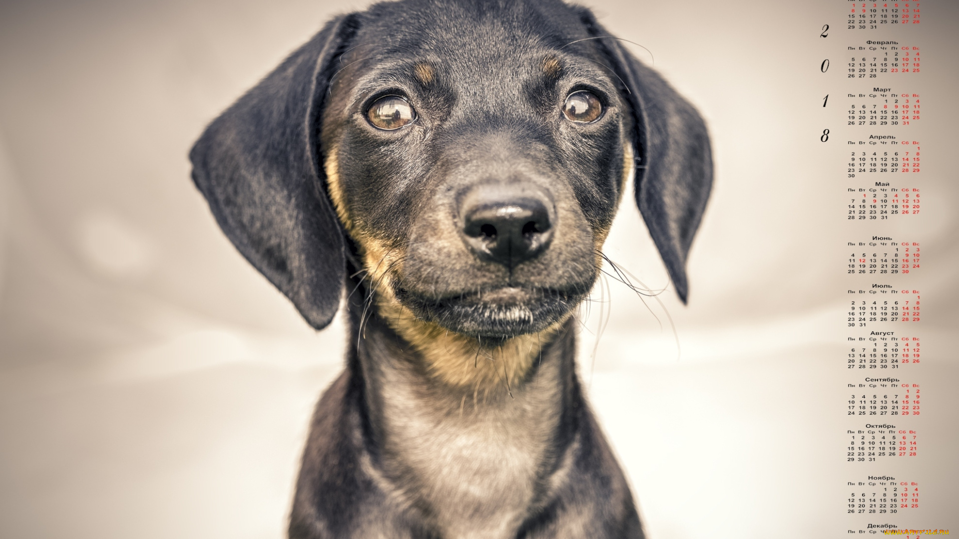 календари, животные, морда, собака, взгляд, 2018