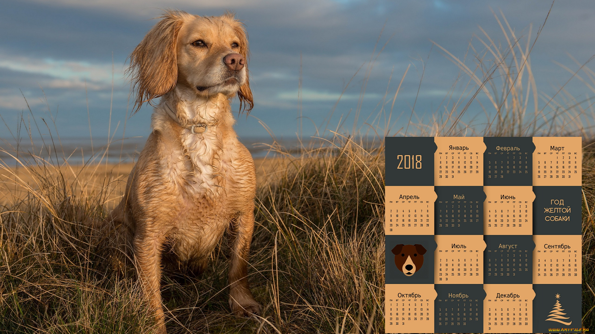 календари, животные, трава, собака, 2018, взгляд, природа