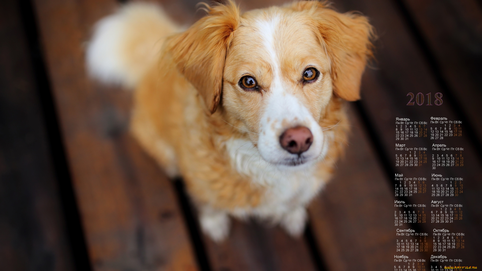календари, животные, взгляд, 2018, собака