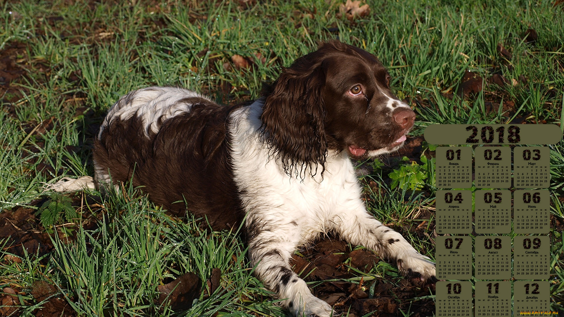 календари, животные, взгляд, трава, природа, собака, 2018