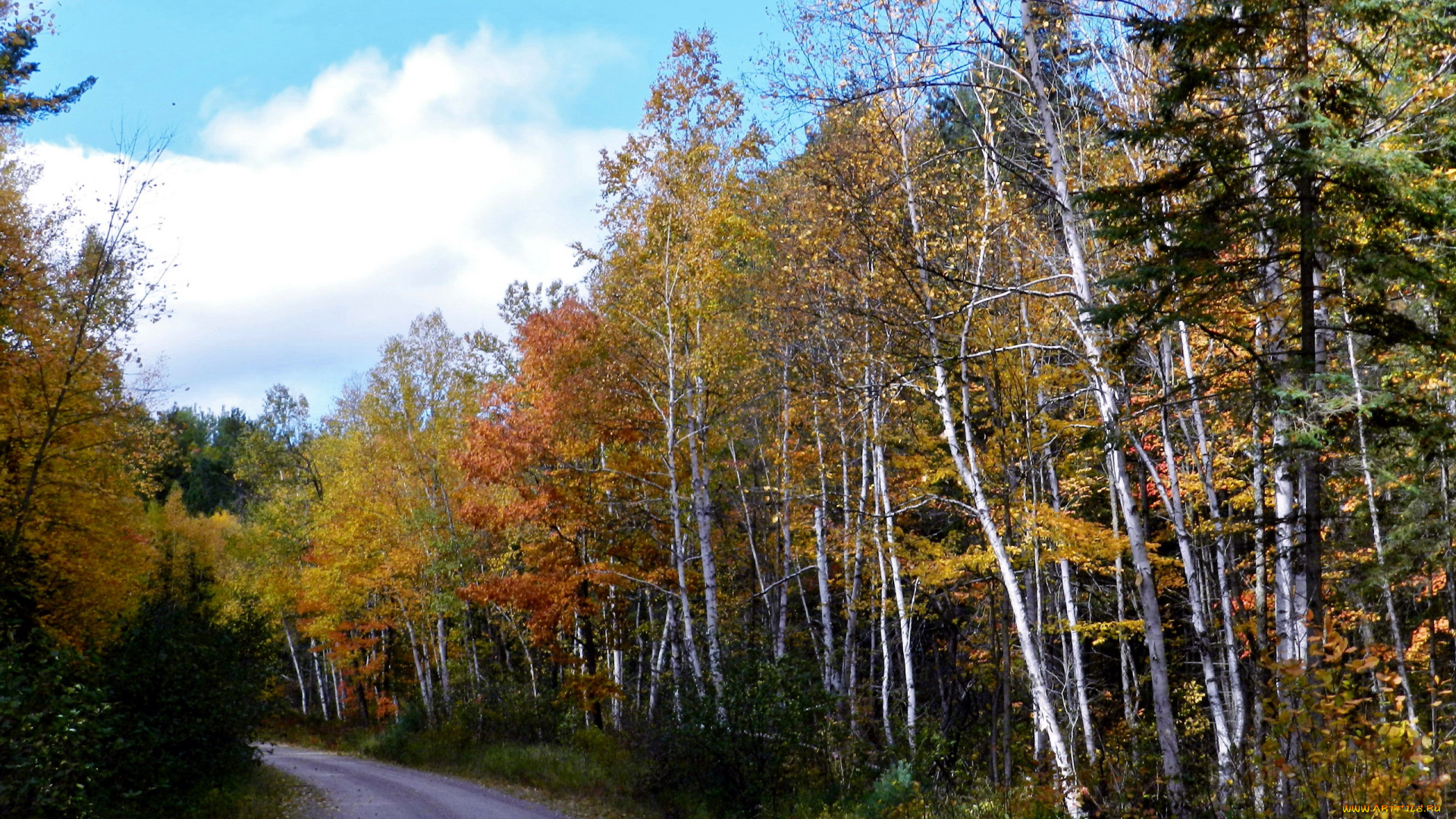 природа, дороги, дорога, проселочная, осень