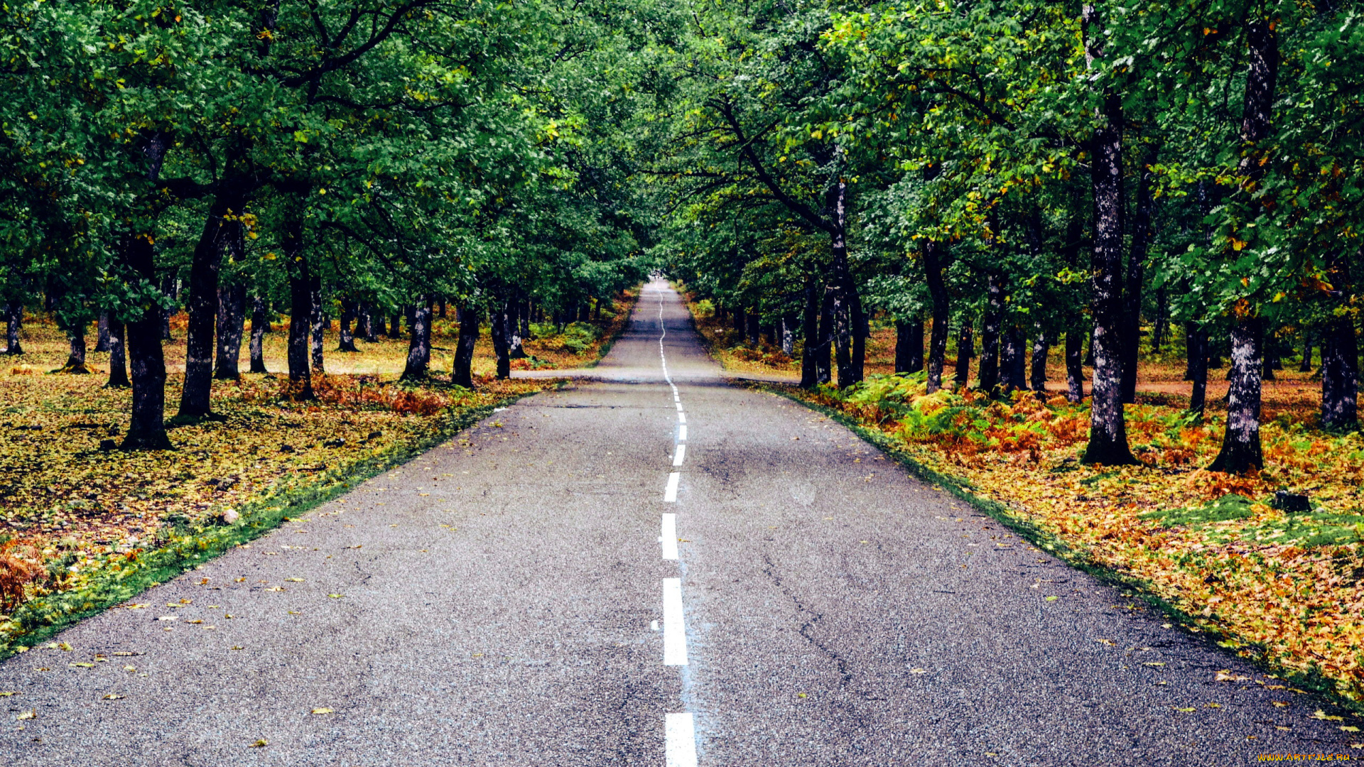 природа, дороги, шоссе