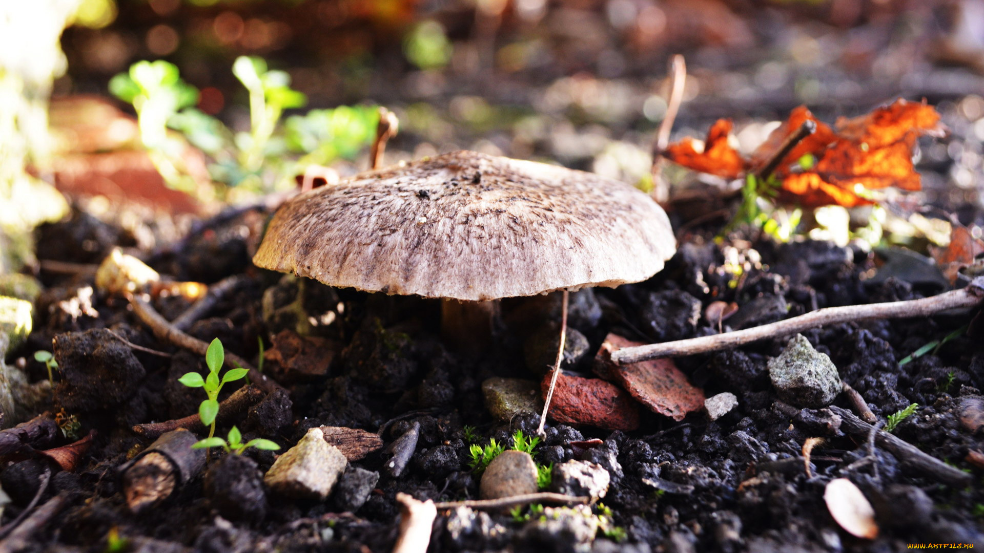 природа, грибы, гриб, шляпка
