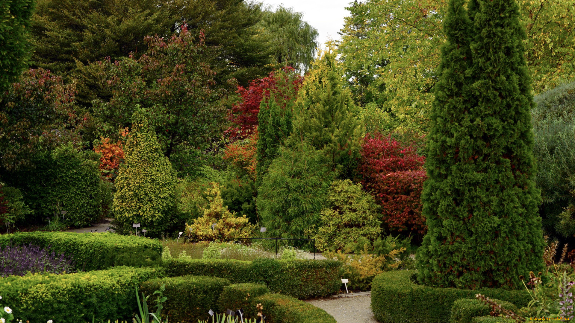 природа, парк, кусты, деревья, аллея