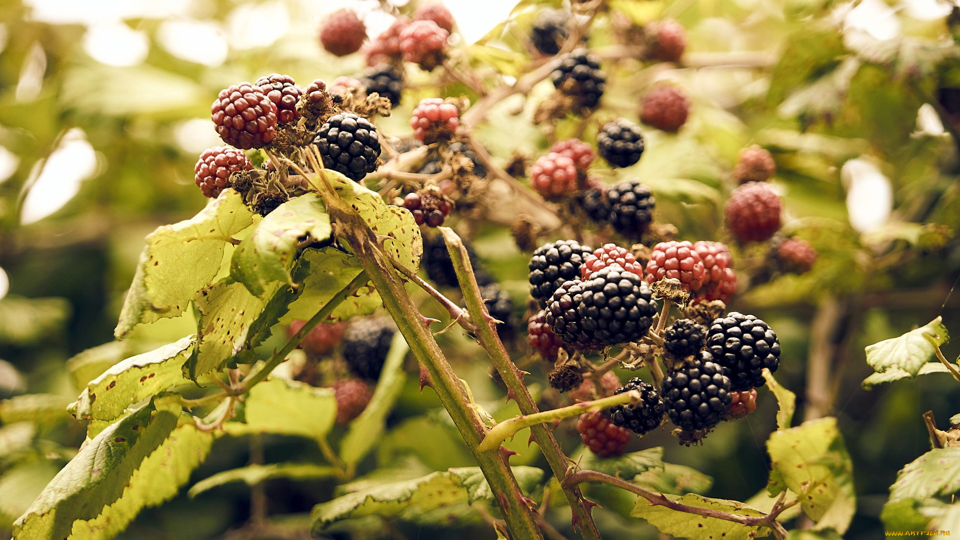 природа, Ягоды, ежевика