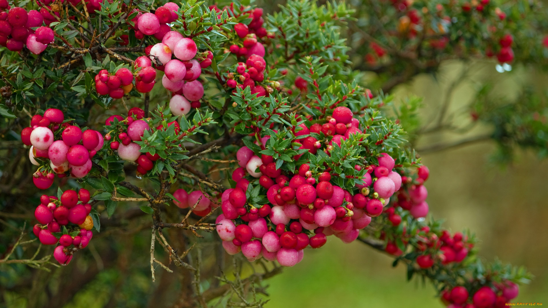 природа, Ягоды, куст