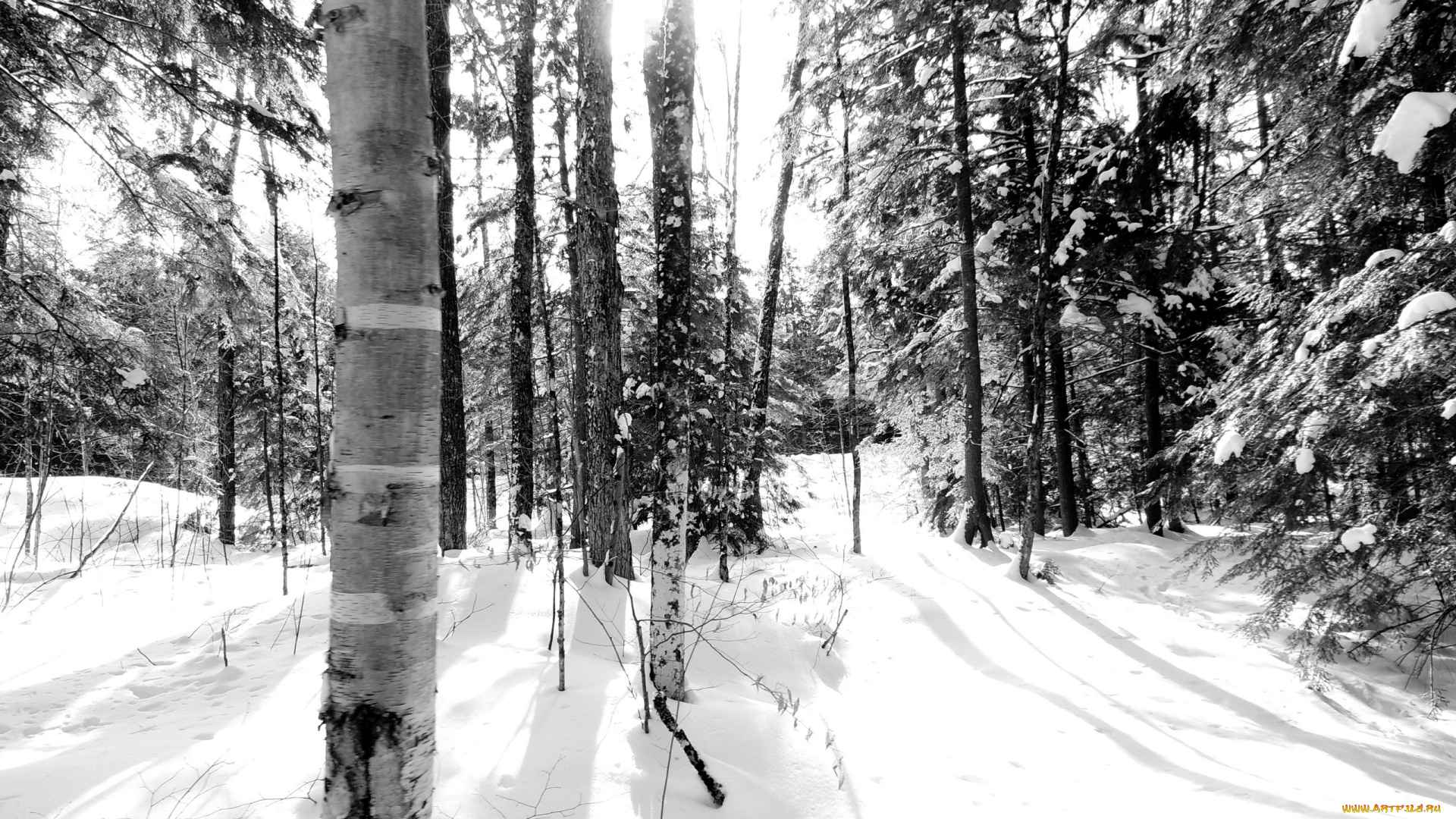 природа, зима, снег, лес