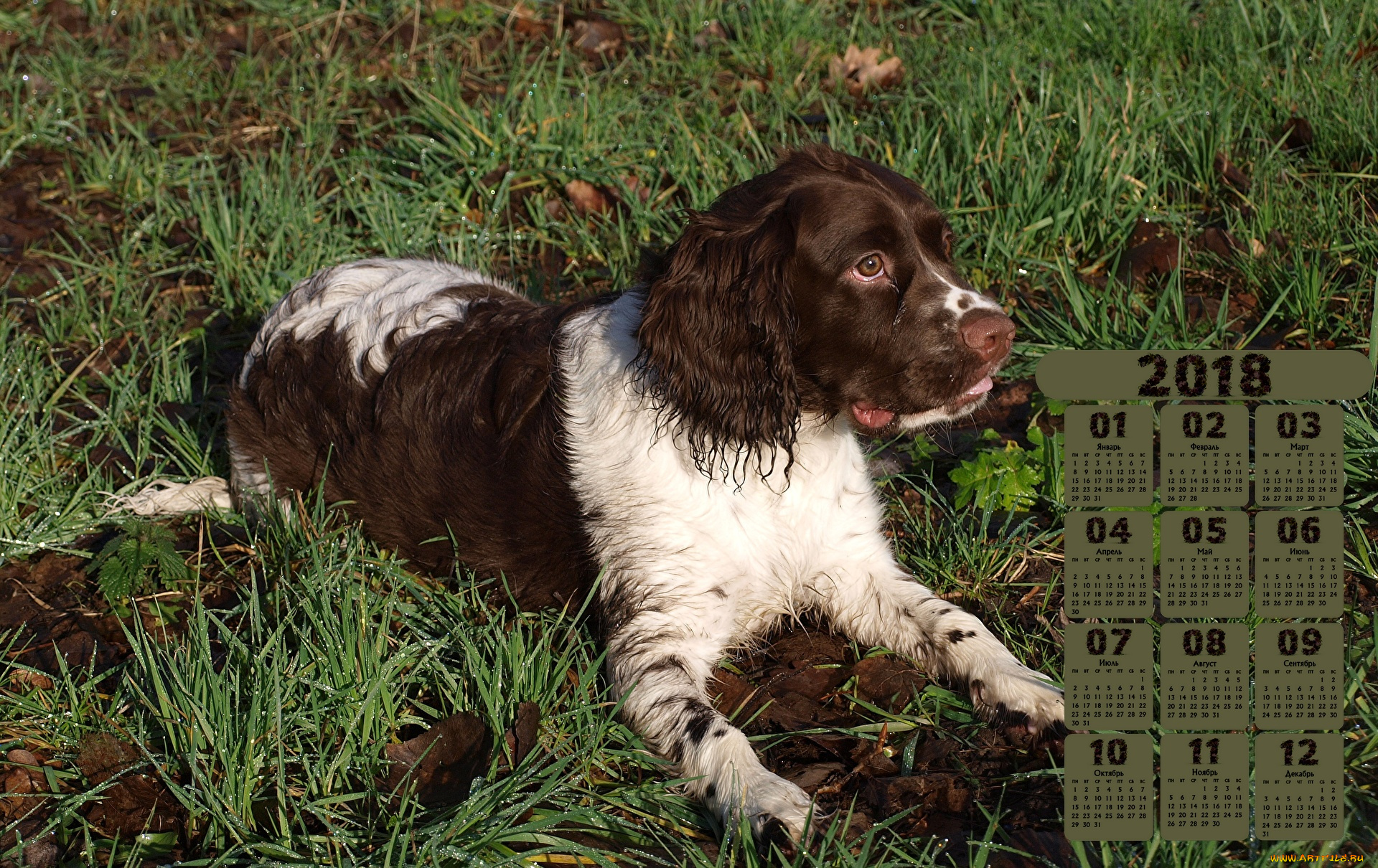 календари, животные, взгляд, трава, природа, собака, 2018
