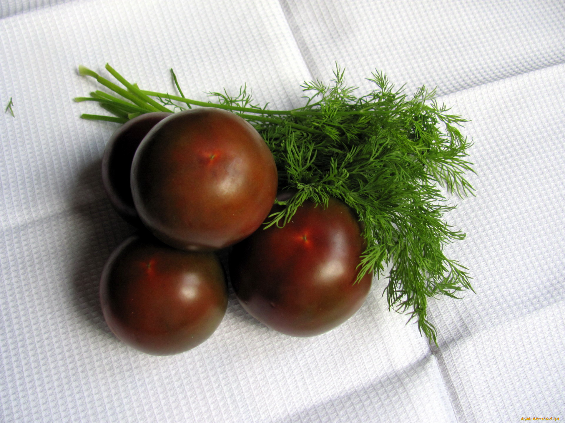 еда, помидоры, укроп