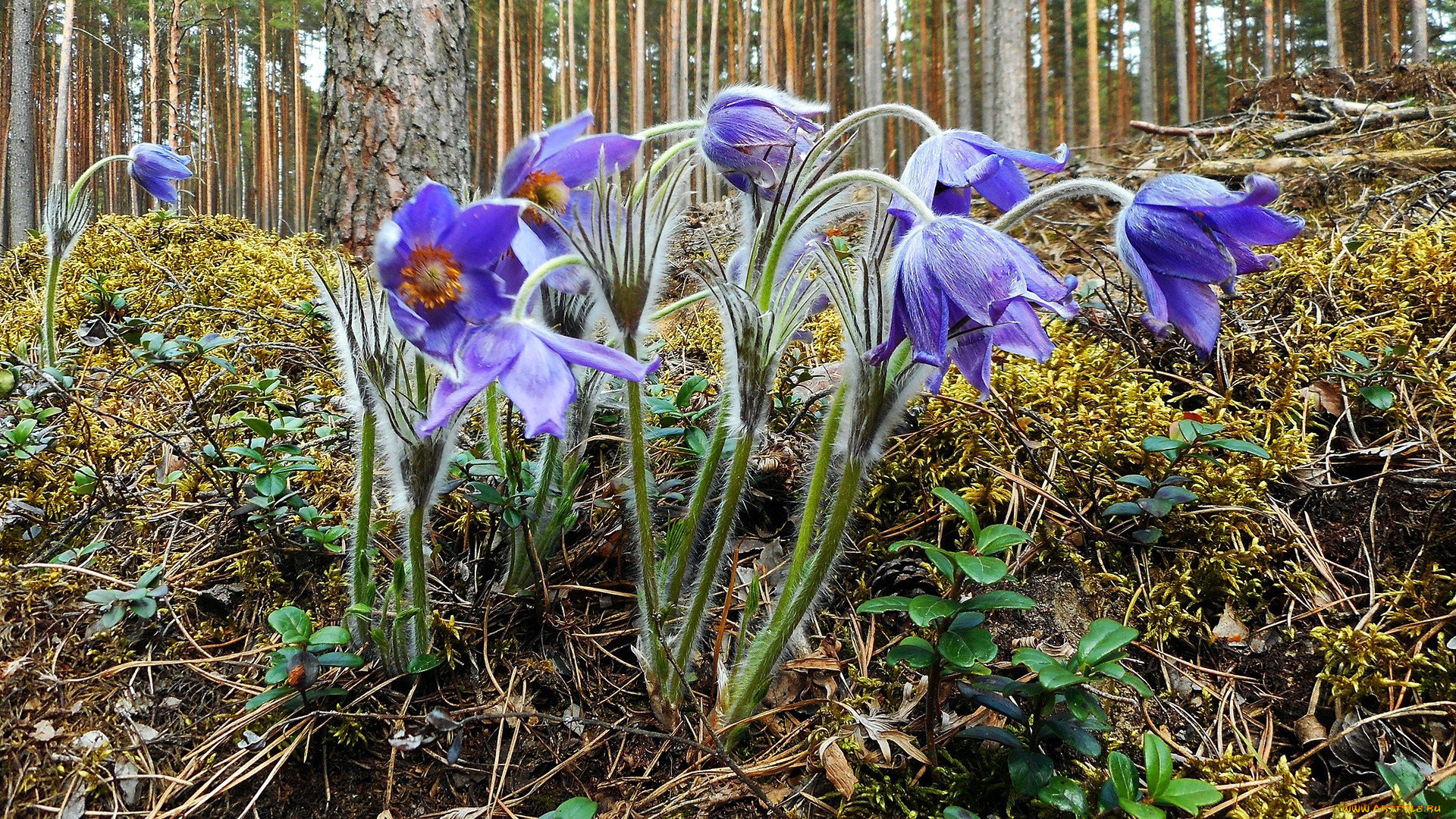 цветы, анемоны, , сон-трава, сон-трава
