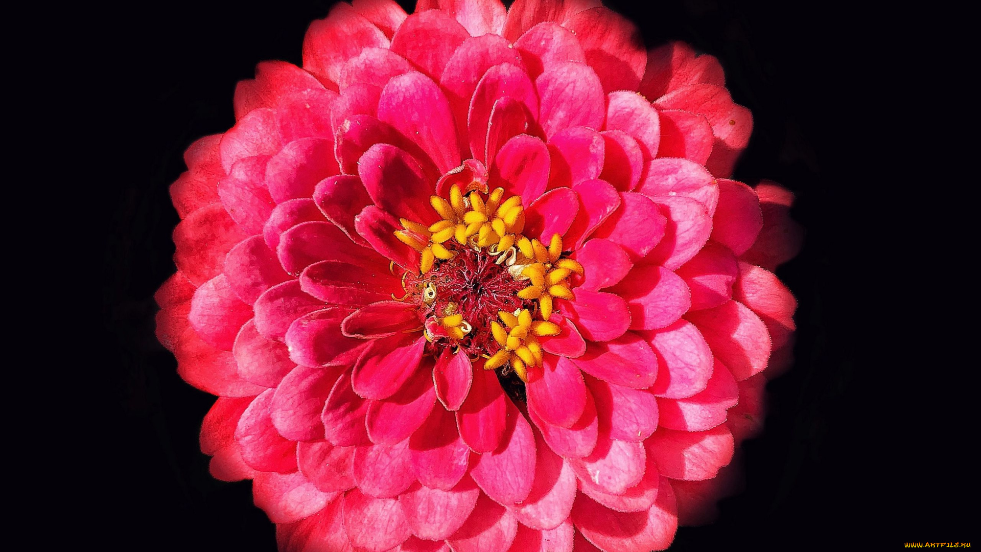 цветы, цинния, макро