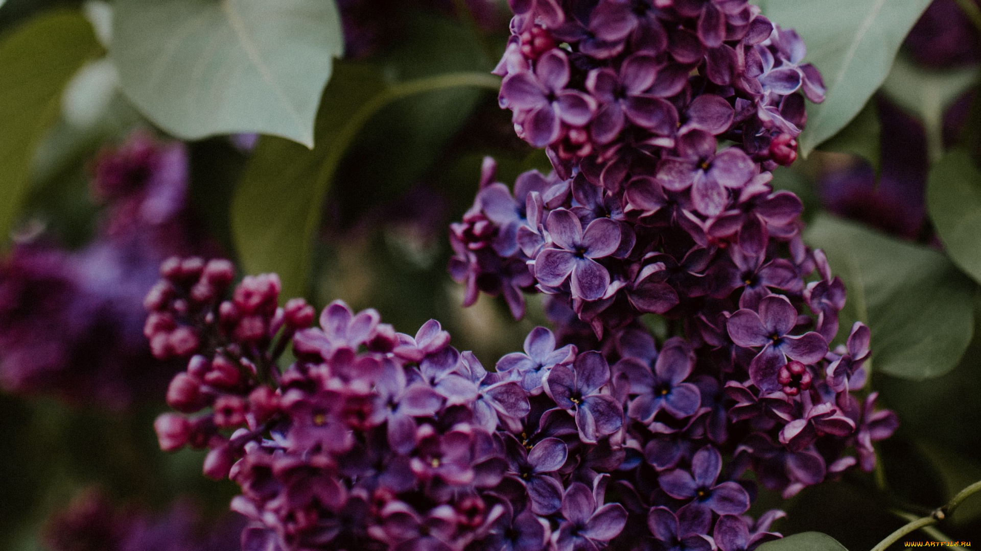 цветы, сирень, ветка, весна