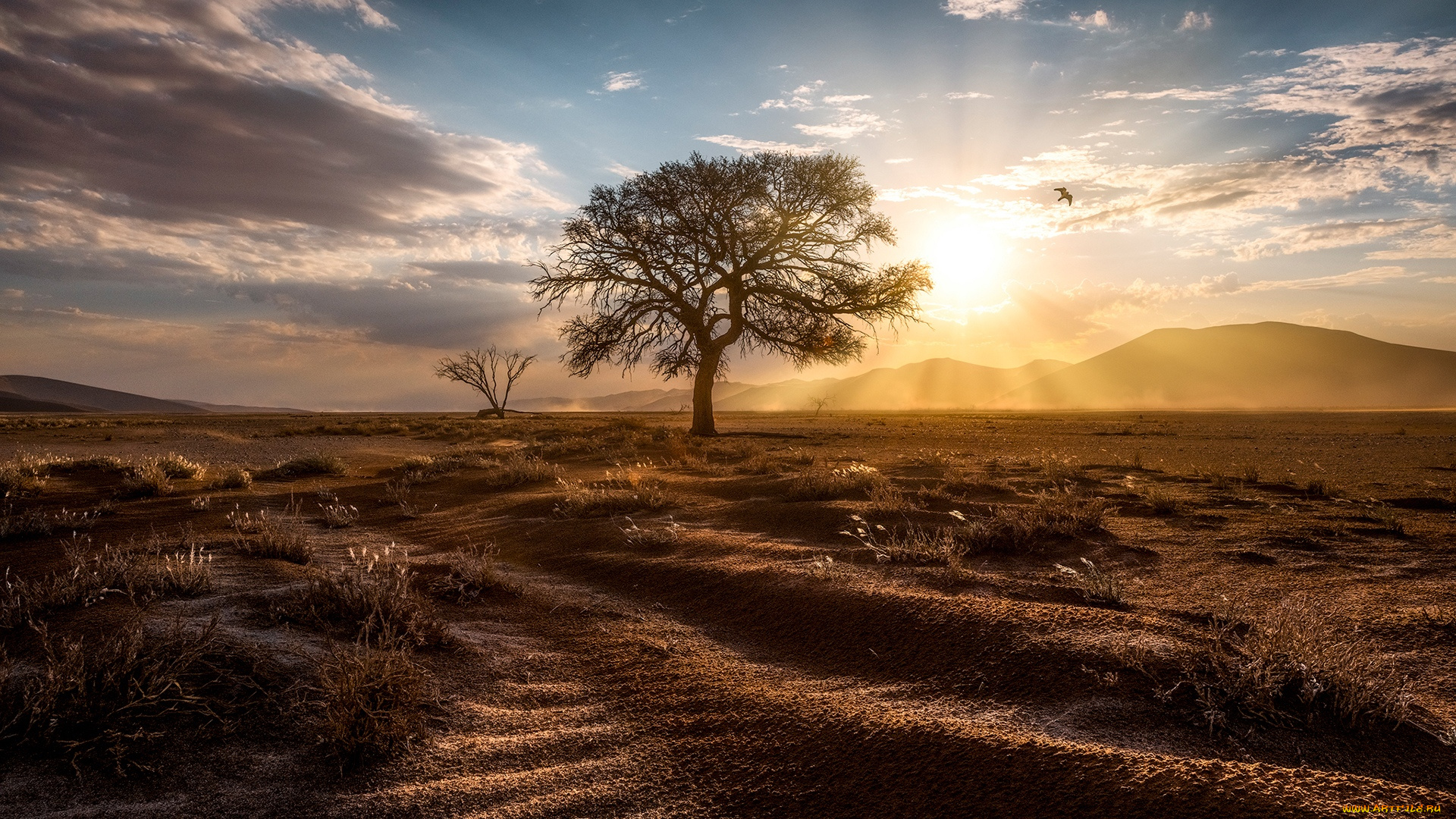 природа, деревья, намибия