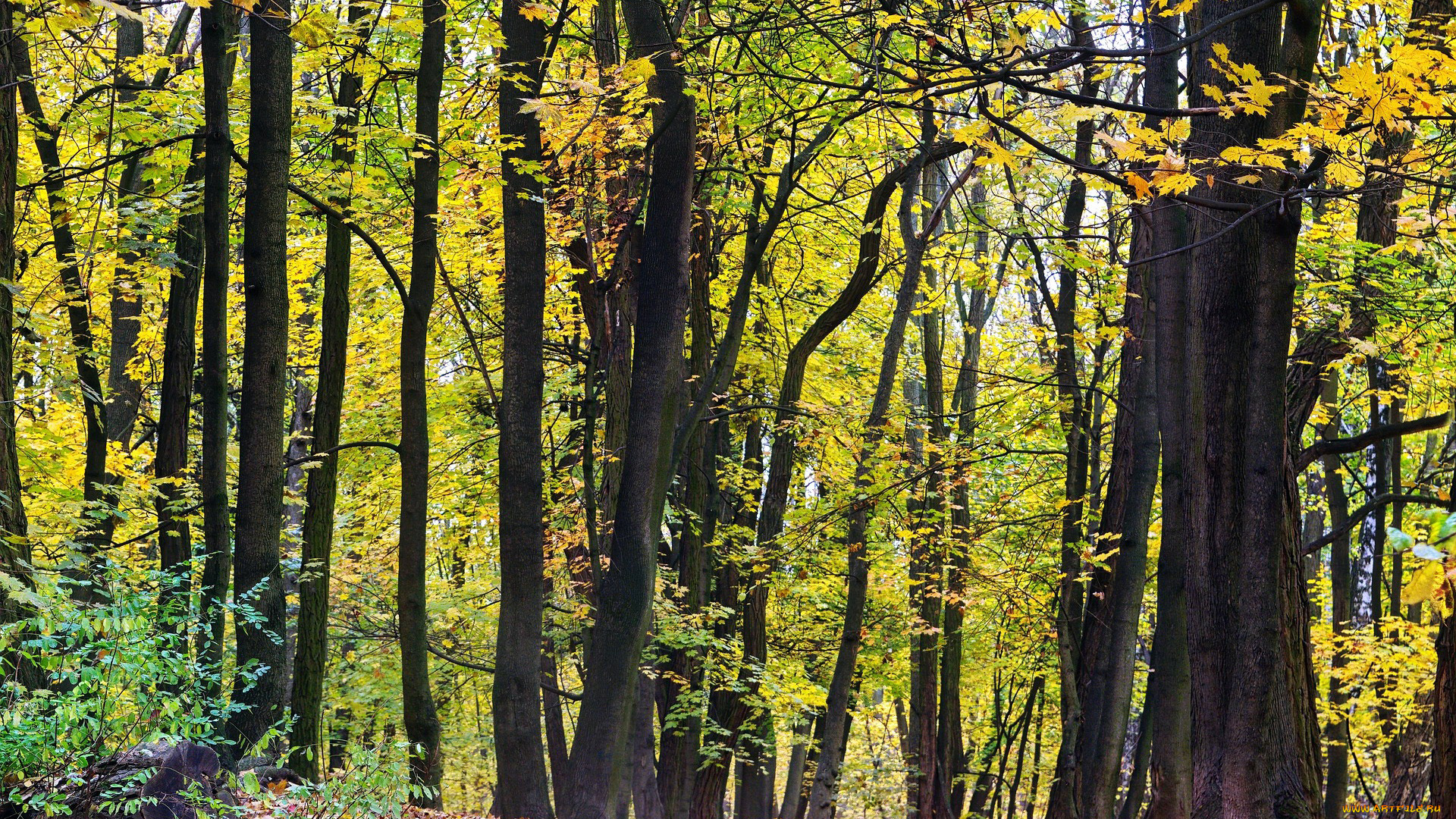 природа, лес, осень, листопад