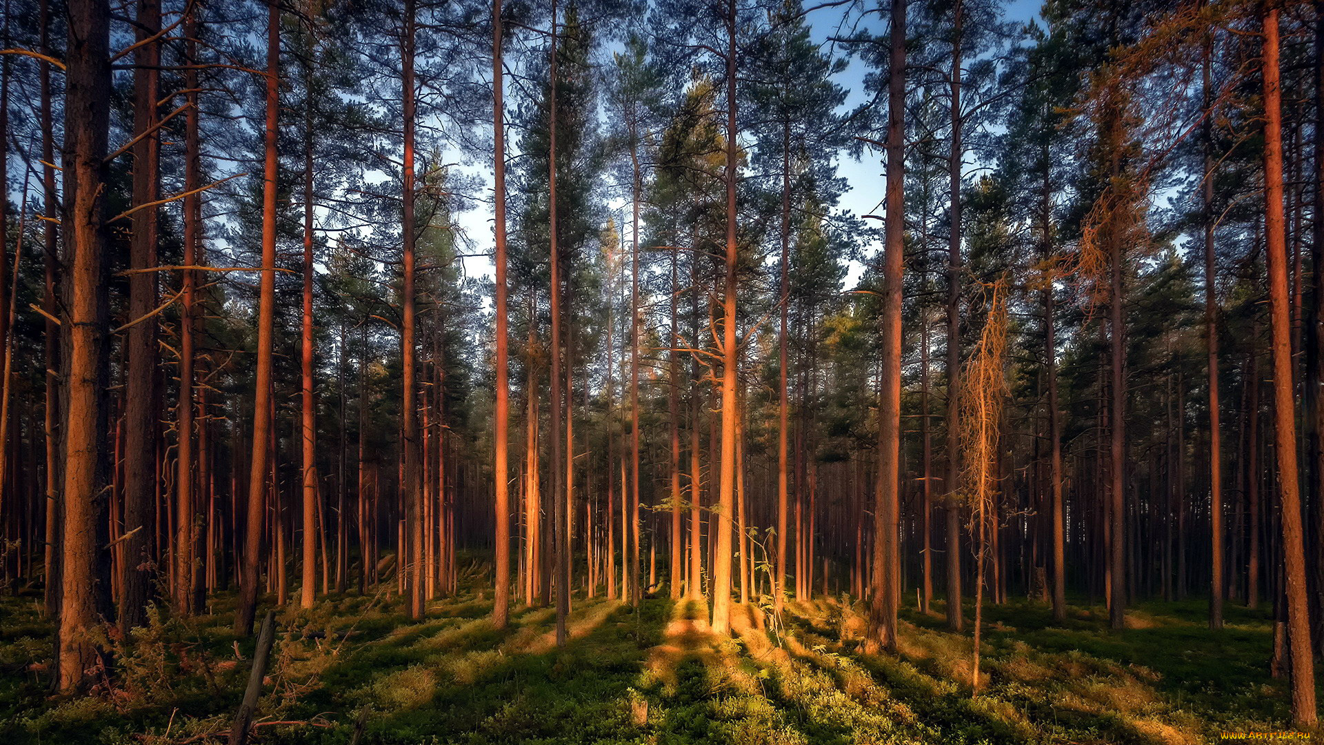 природа, лес, сосны