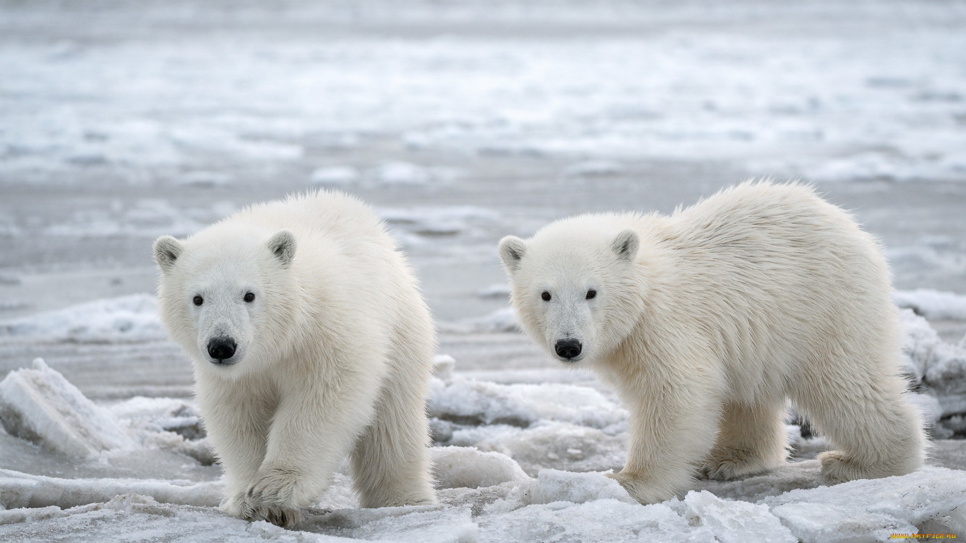 животные, медведи, белый, медведь, ошкуй, нанук, умка, хищник, млекопитающее, зима, лед, cеверный, полюс