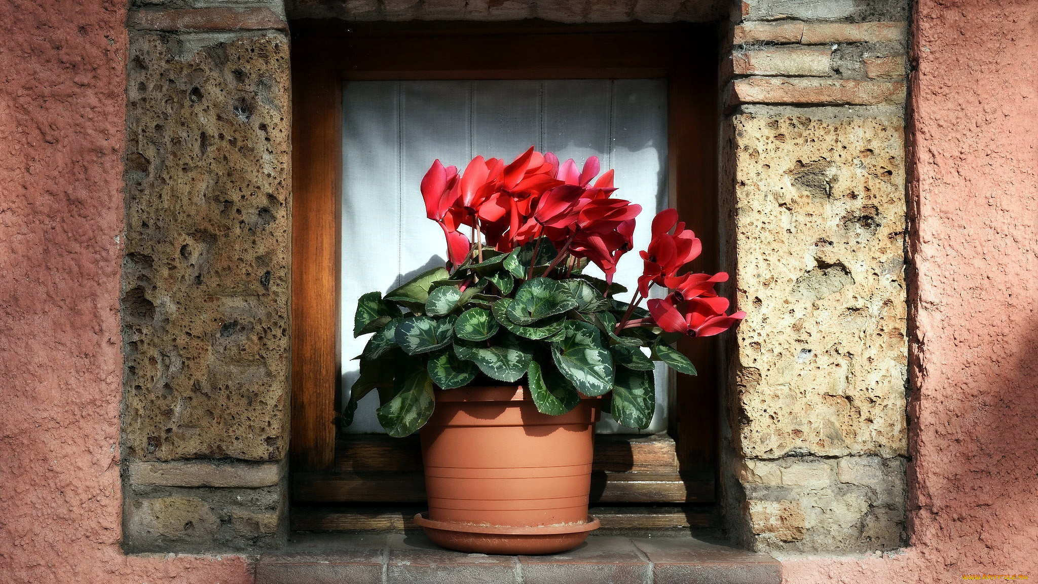 цветы, цикламены, вазон