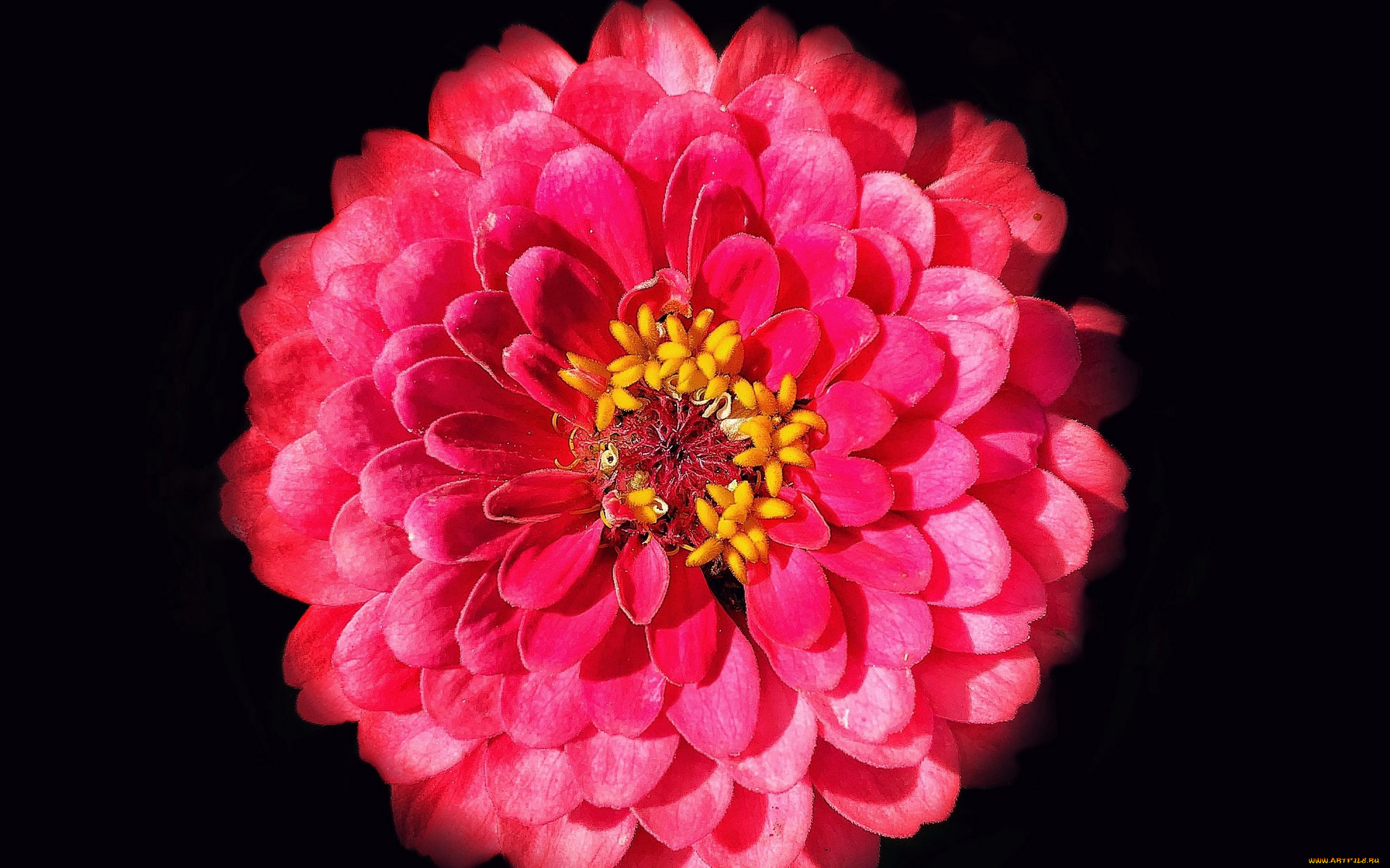 цветы, цинния, макро