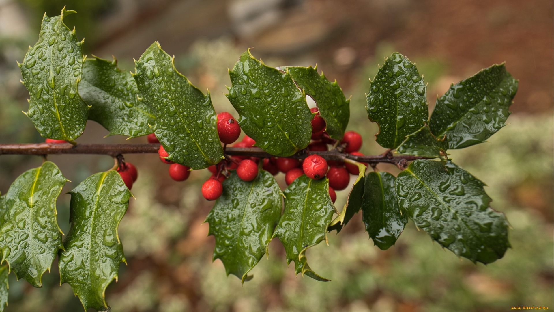 holly, berries, ilex, opaca, американский, остролист, природа, ягоды, holly, berries, ilex, opaca, американский, остролист