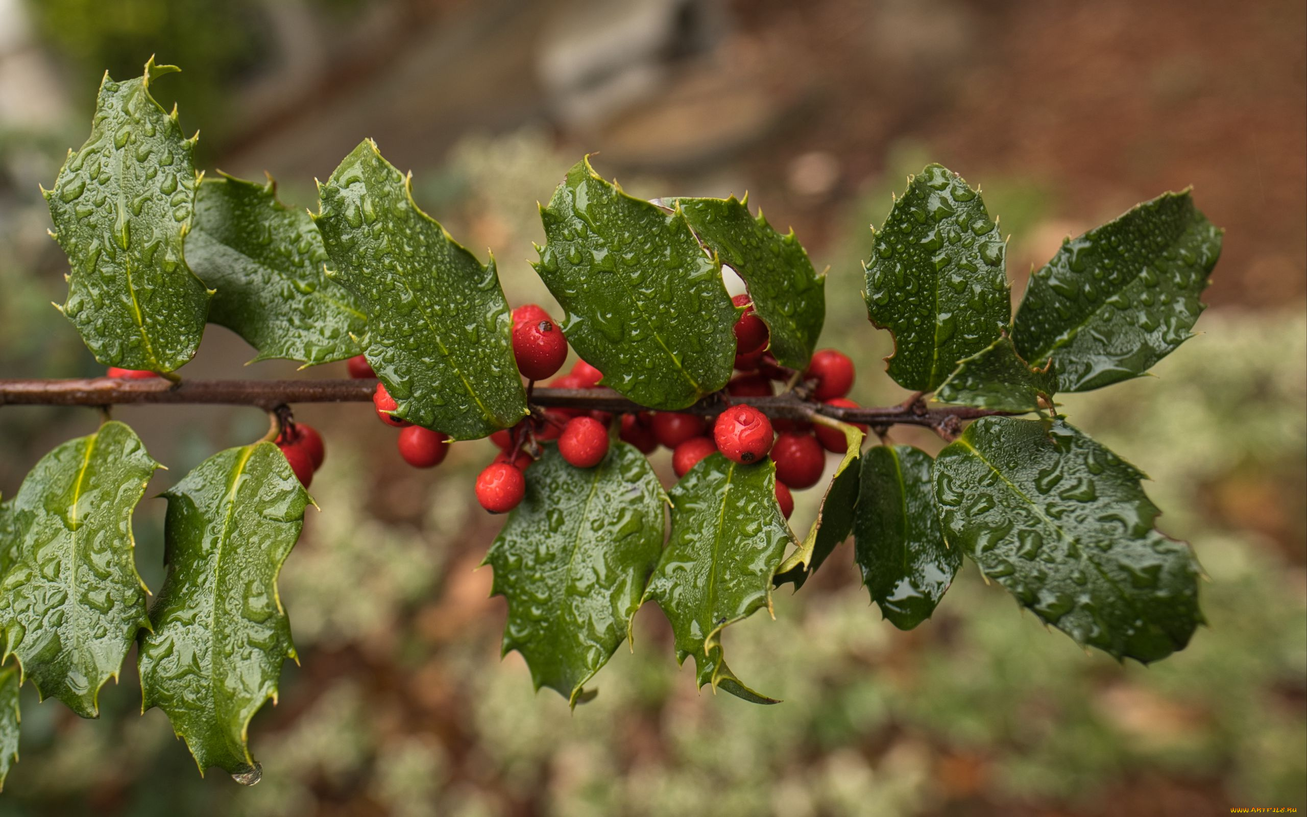 holly, berries, ilex, opaca, американский, остролист, природа, ягоды, holly, berries, ilex, opaca, американский, остролист