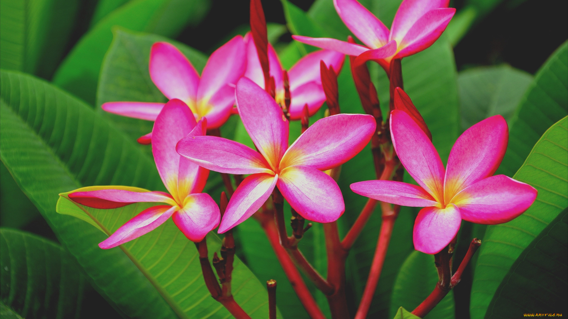 цветы, плюмерия, розовая, макро