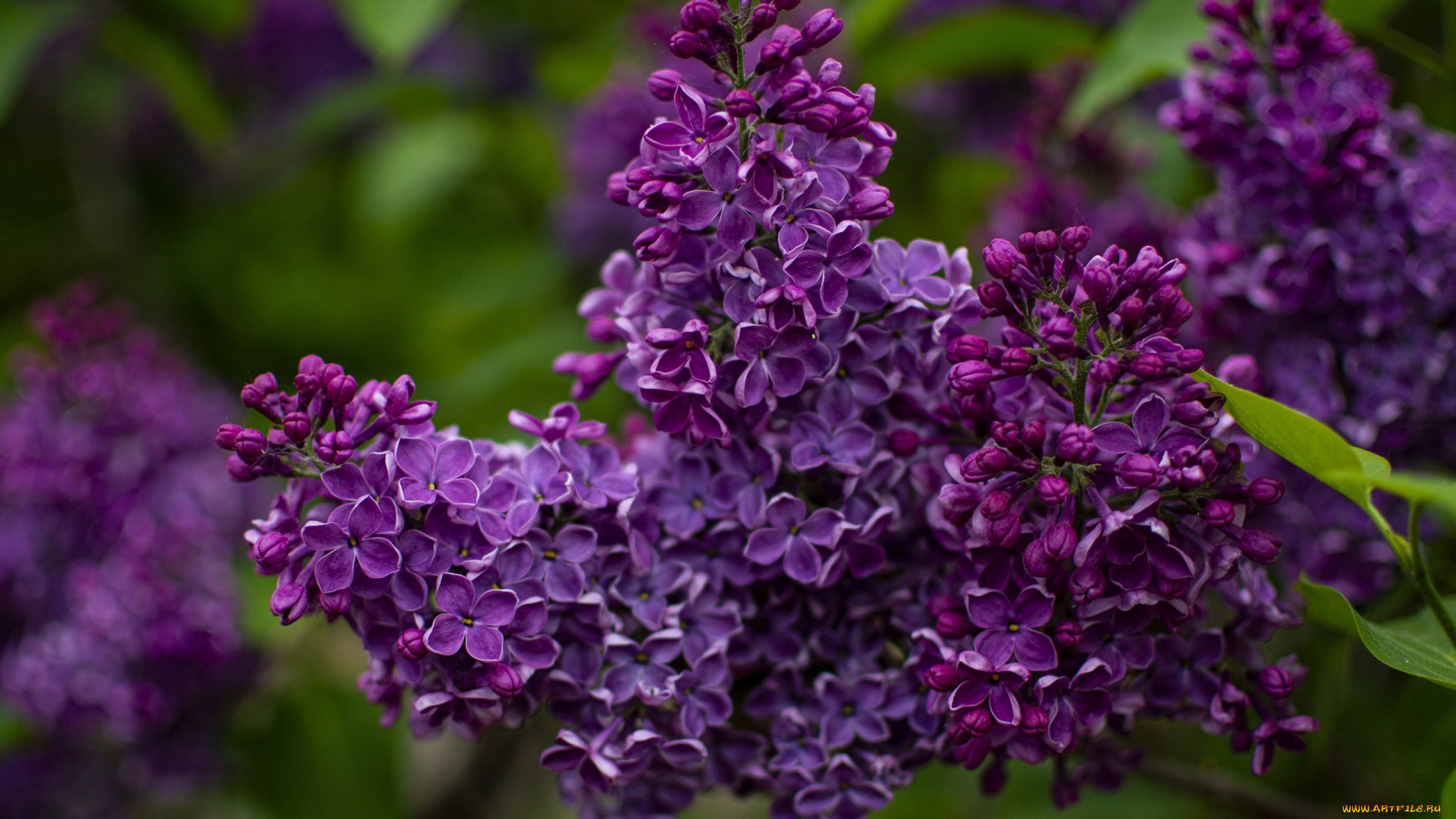 цветы, сирень, лиловая, ветка