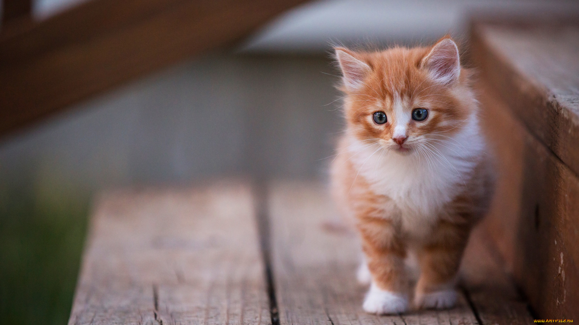 котик, животные, коты, кот, животное, фауна, взгляд, цвет, поза