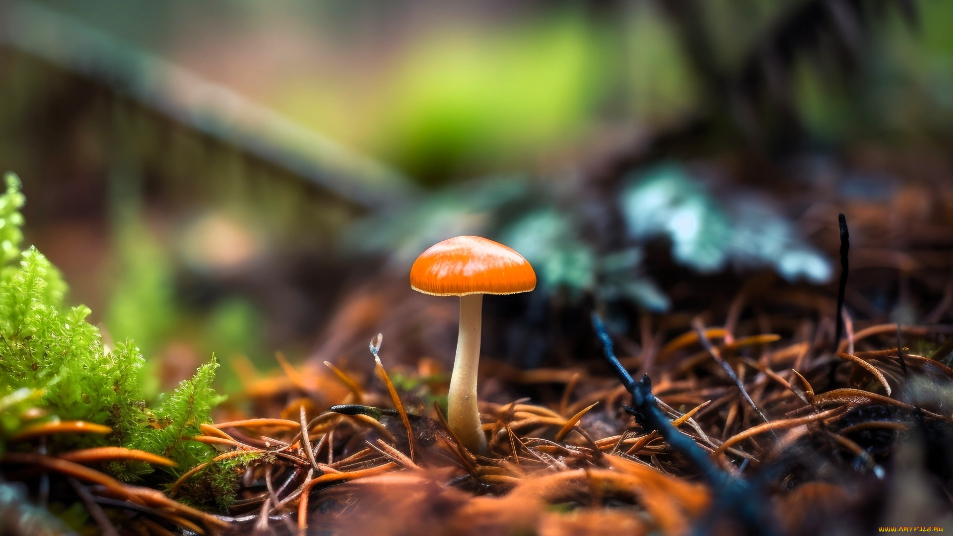 природа, грибы, грибок, хвоя