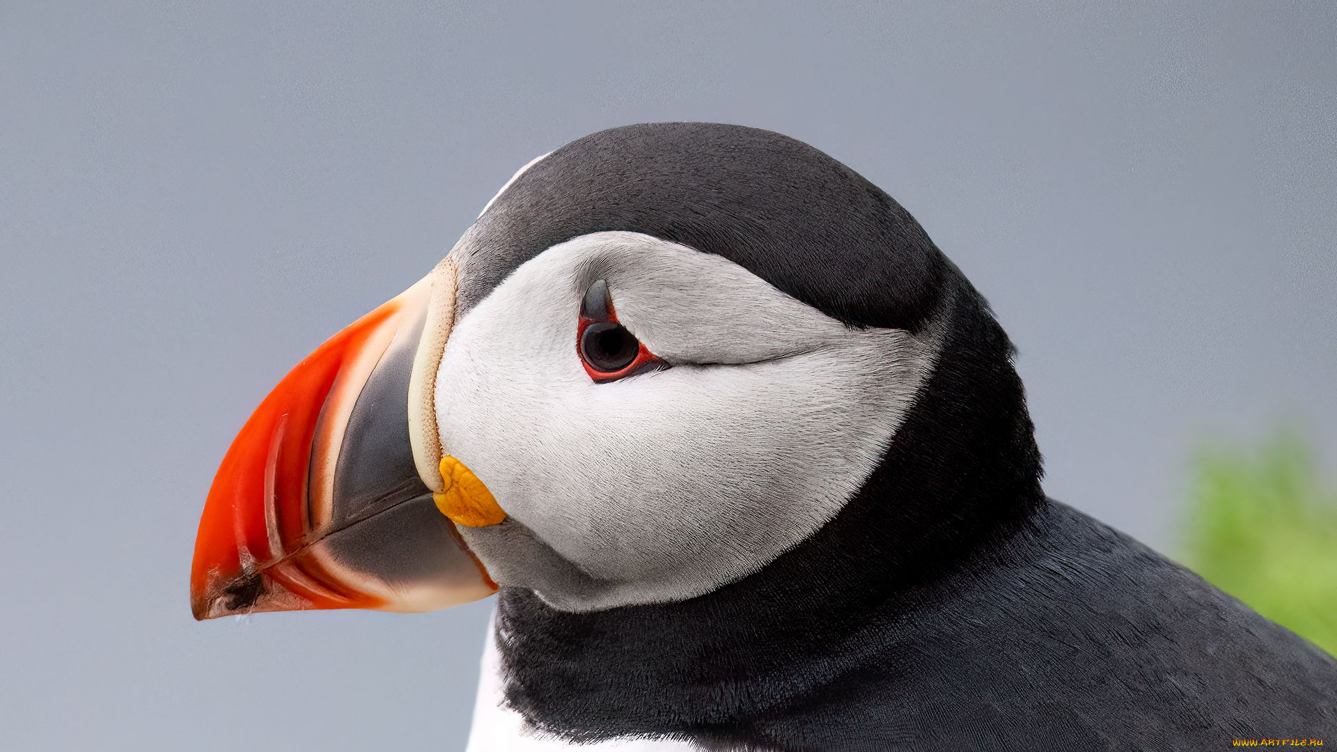 тупик, животные, тупики, фауна, дикая, природа