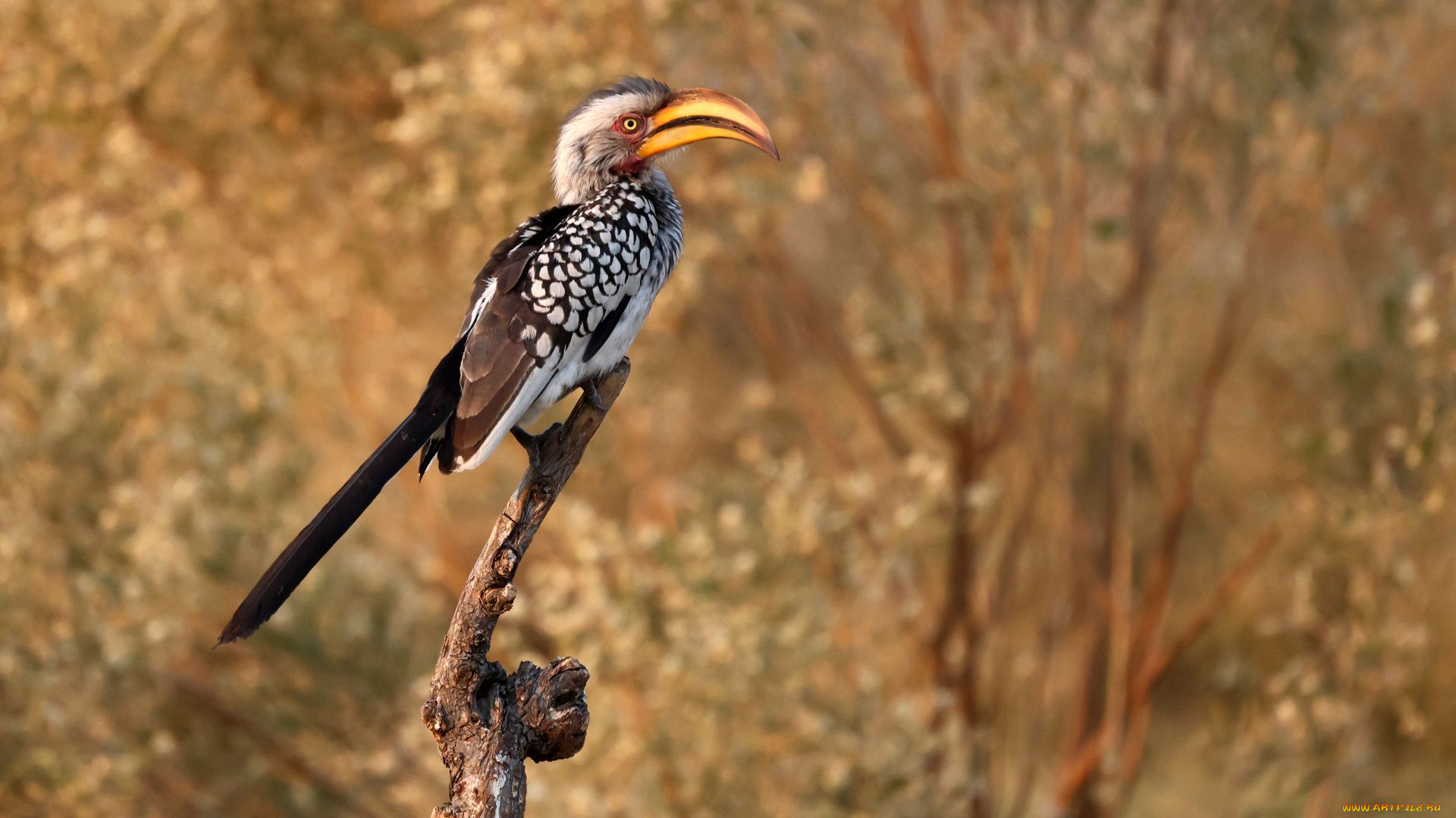 желтоклювый, ток, животные, птицы, желтоклювый, ток, фауна, дикая, природа