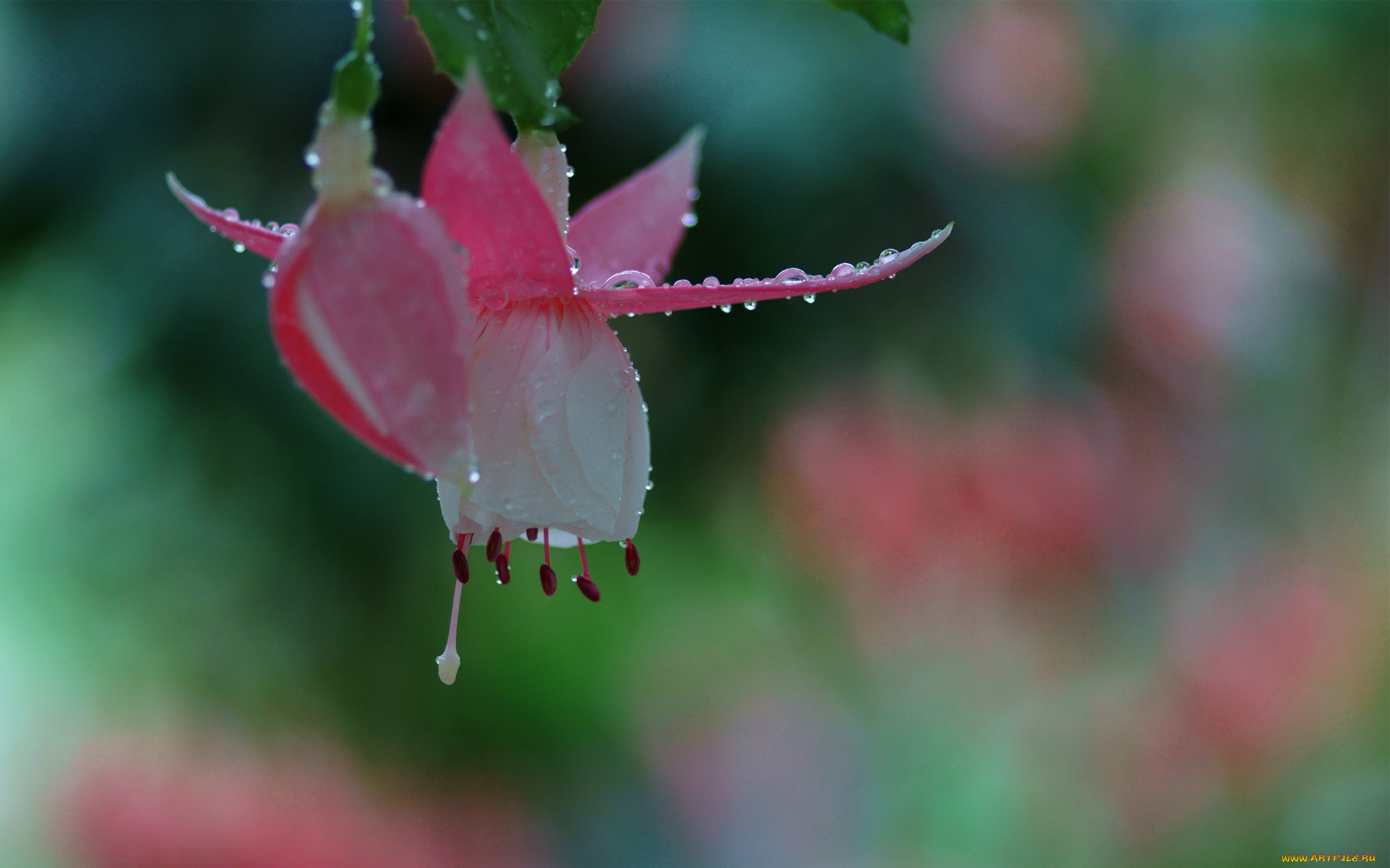 цветы, фуксия, бутон, капли, макро