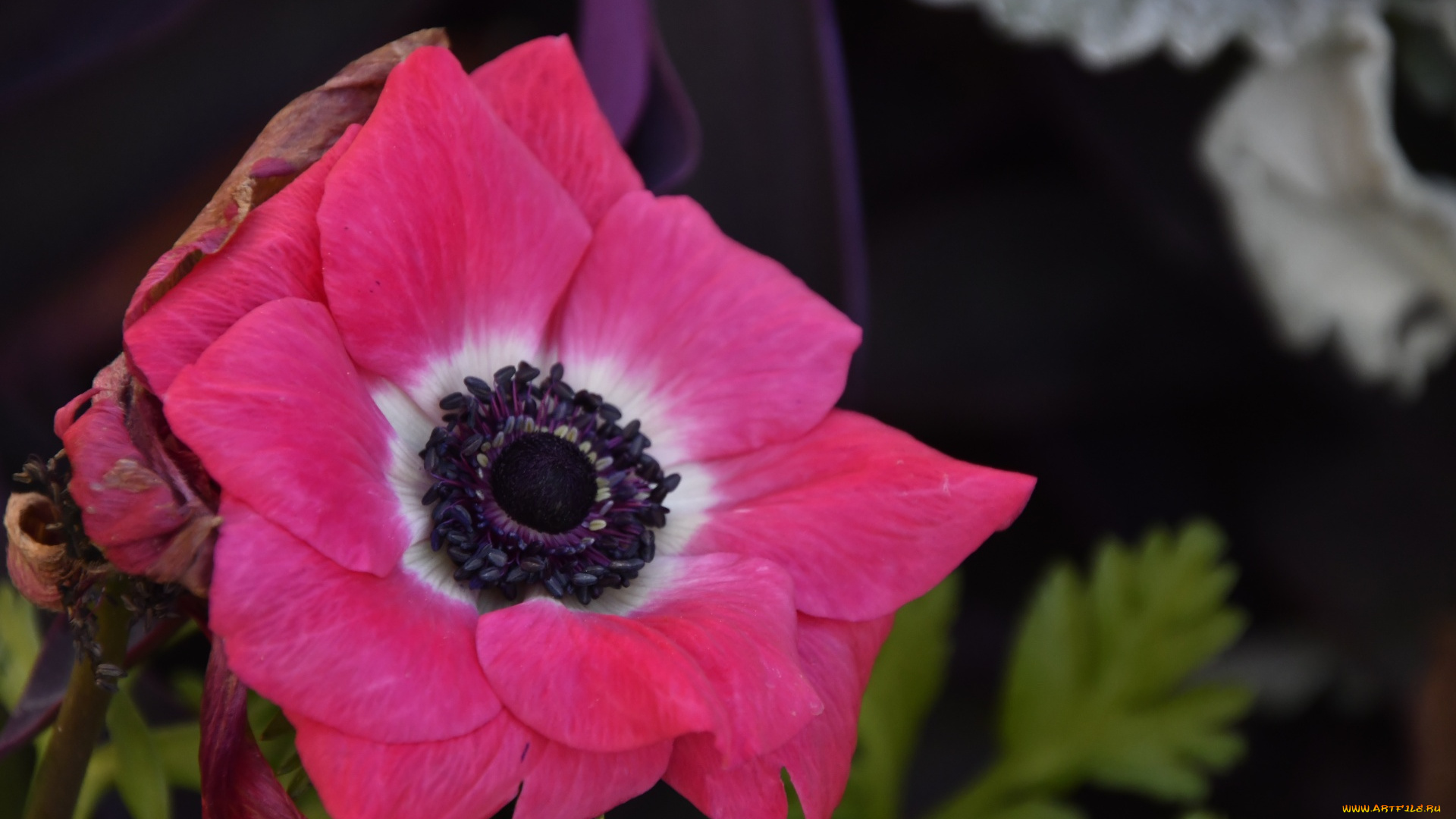 цветы, анемоны, , сон-трава, розовый, анемон, макро