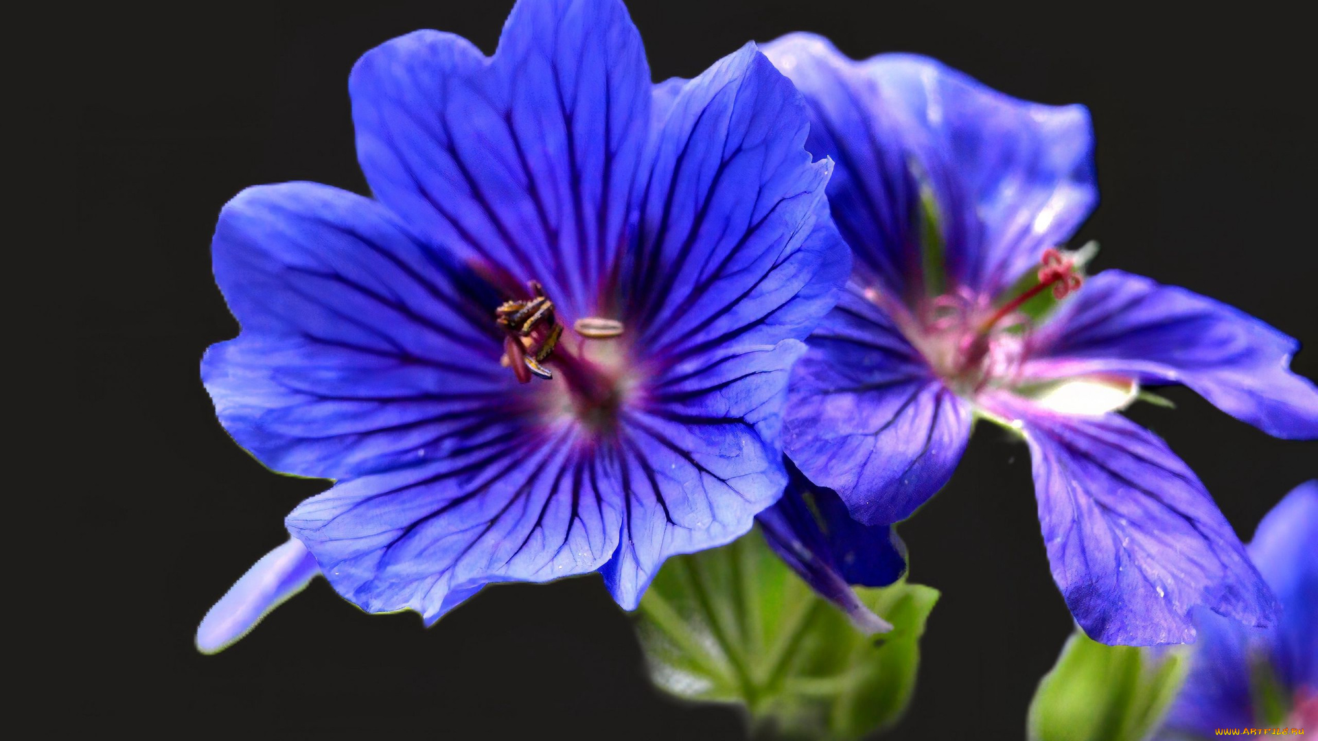 цветы, герань, голубая, макро