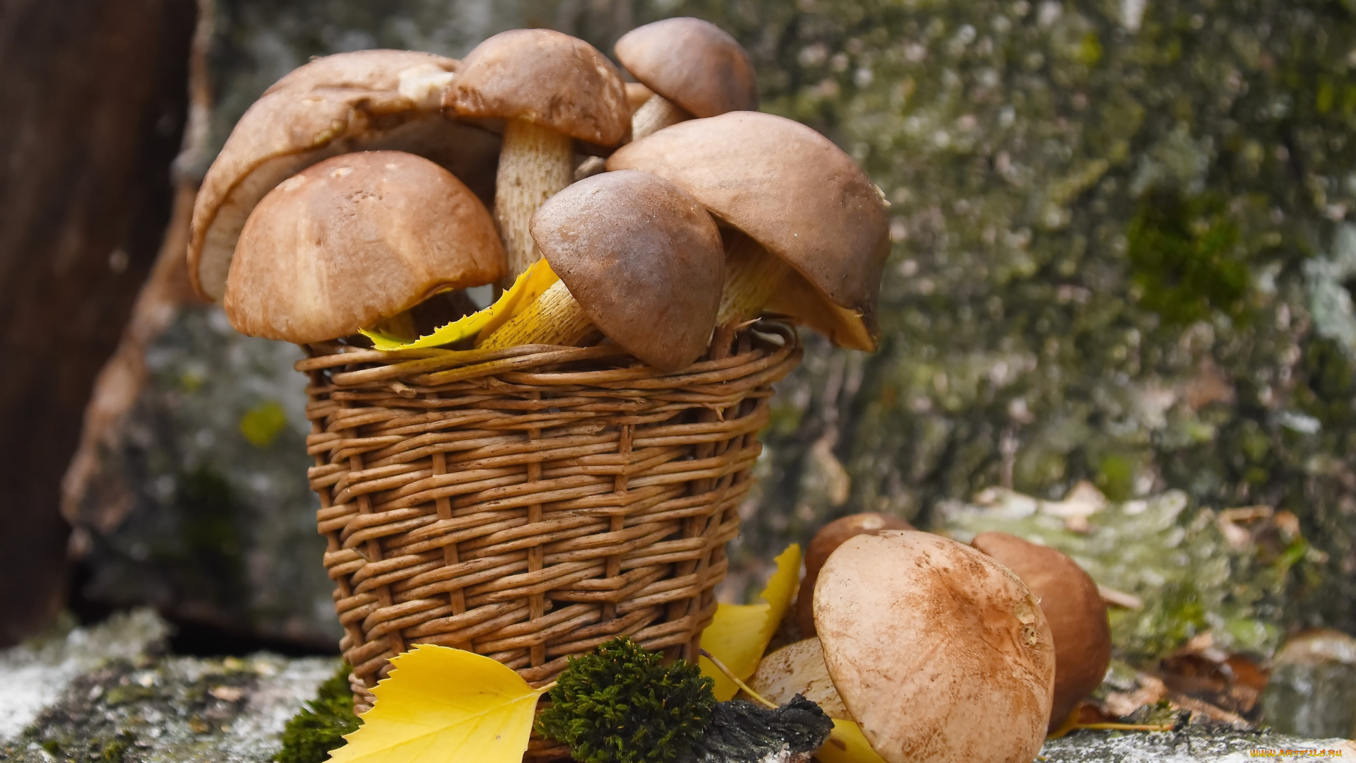 еда, грибы, , грибные, блюда