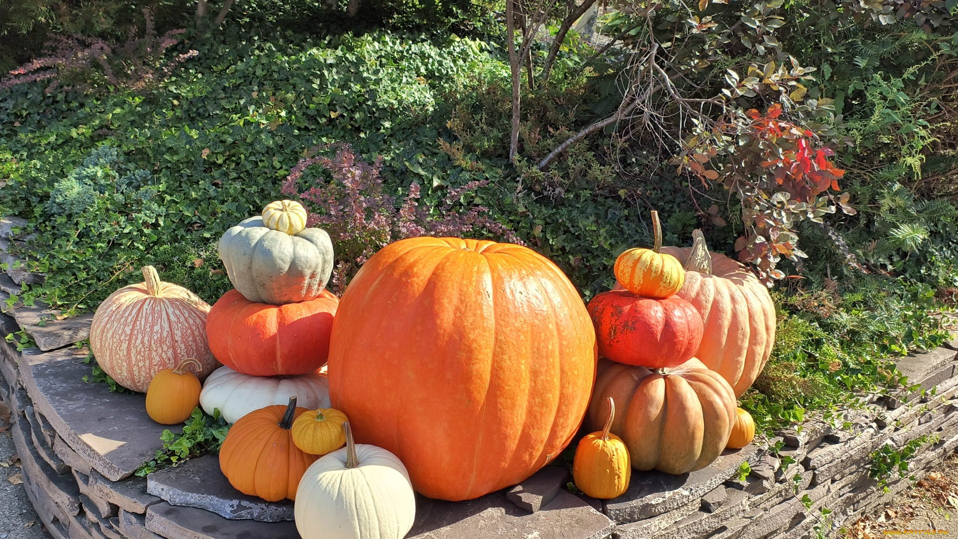еда, тыква, осень, тыквы, урожай, ассорти