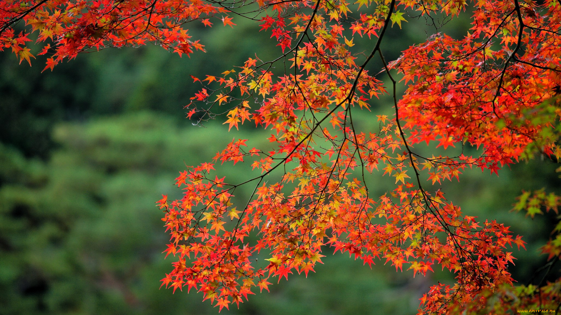 природа, деревья, ветки, клен, осень, листья