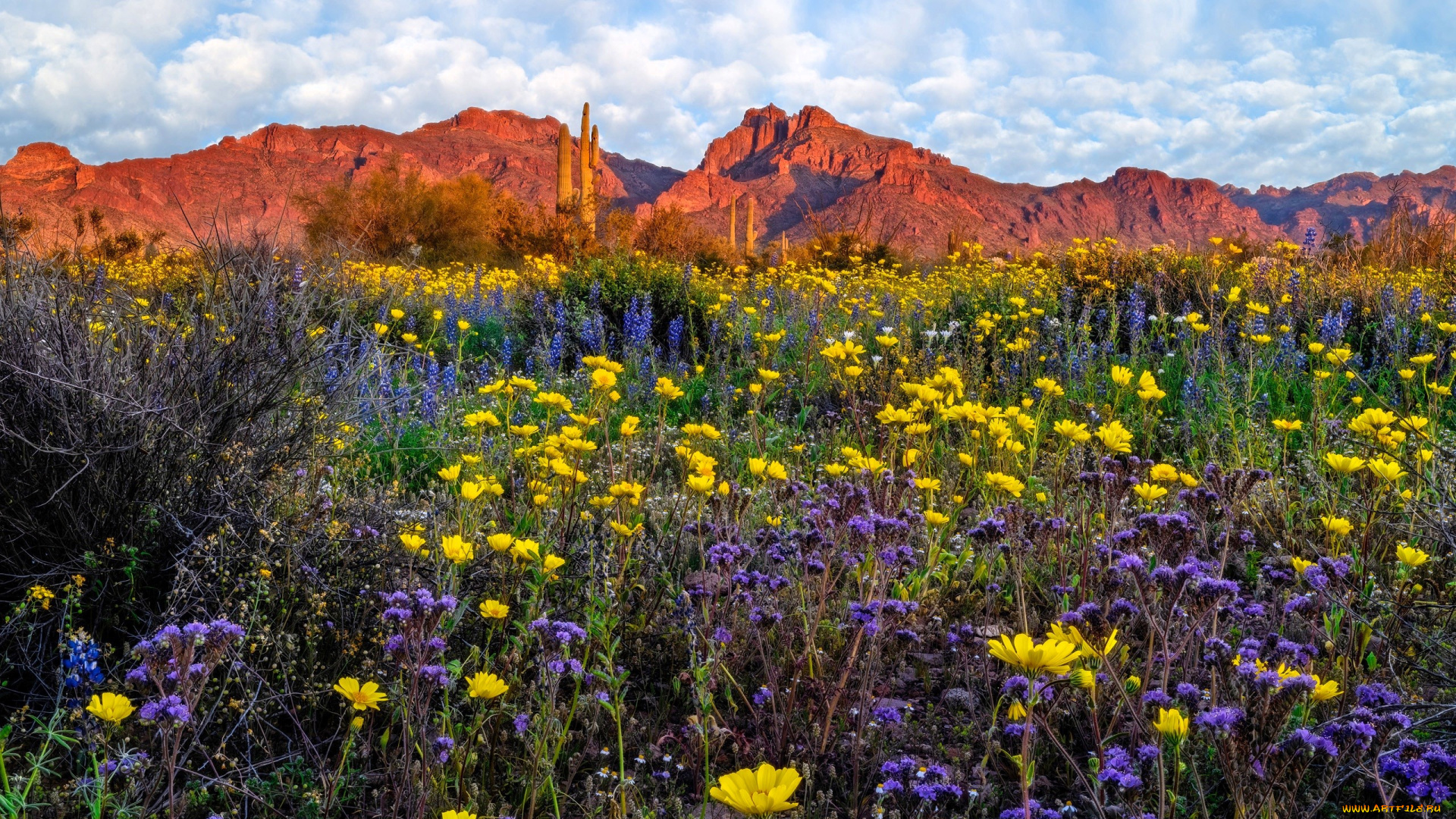 природа, луга, горы, облака, кактусы, луг, цветы