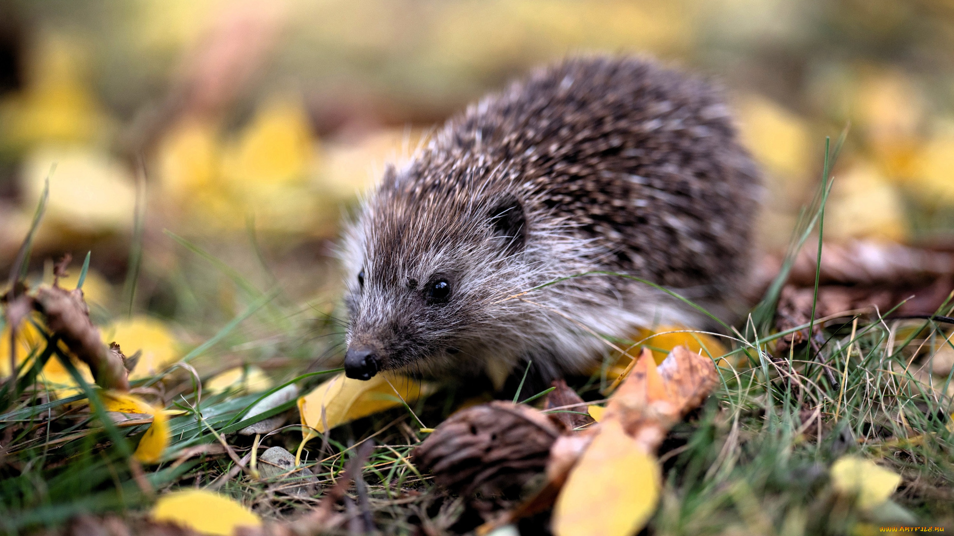 животные, ежи, ёж, листья, трава, осень