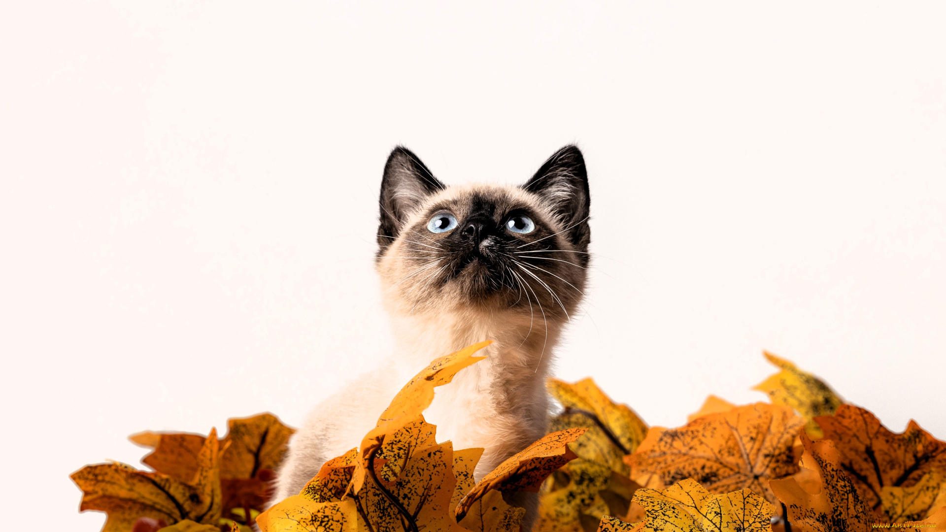 животные, коты, кот, голова, листья, осень