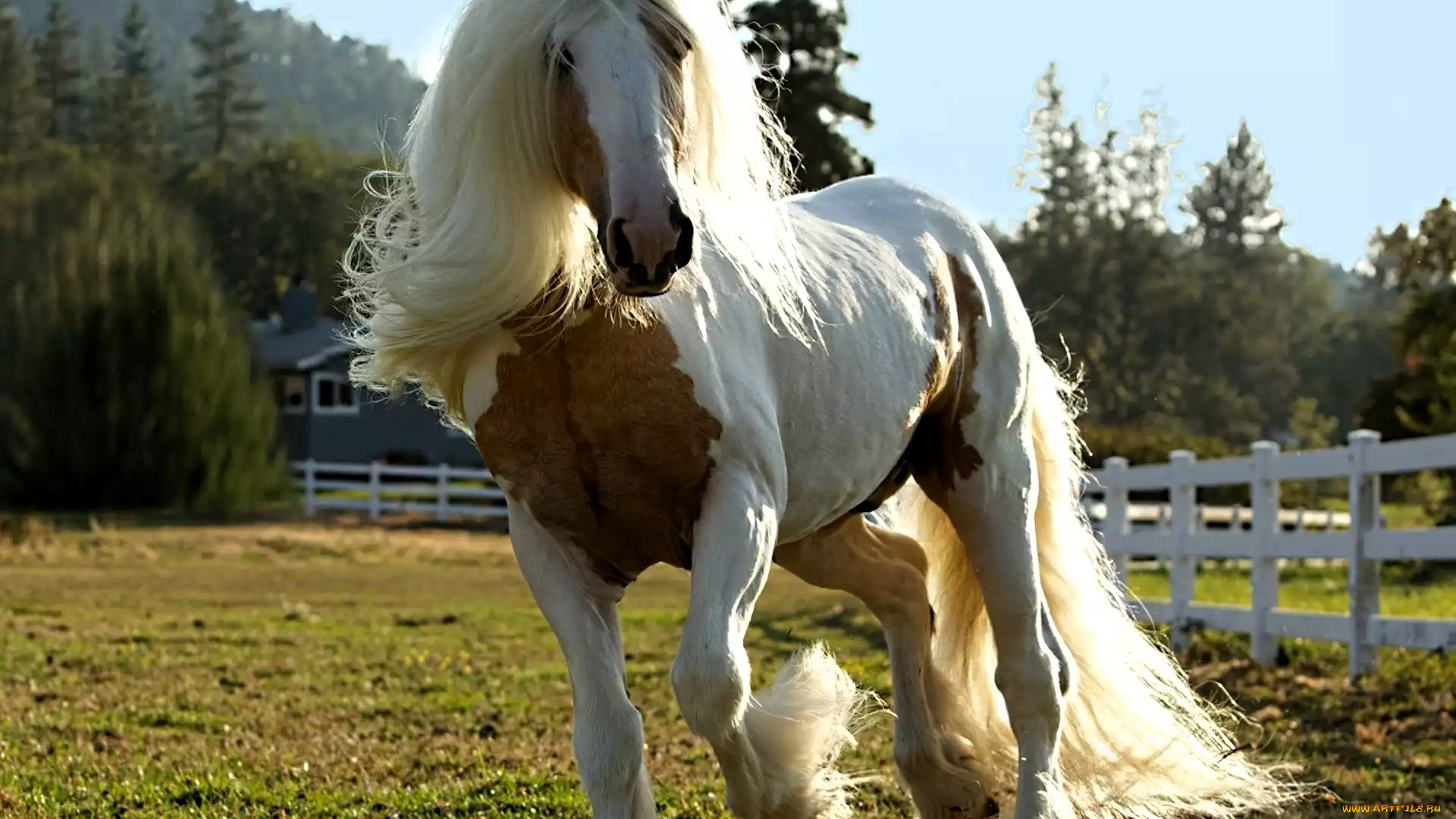 животные, лошади, конь, лужайка, забор, лес, горы
