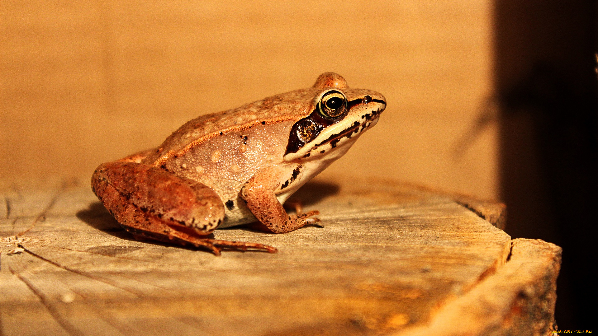 животные, лягушки, лягушка, пень